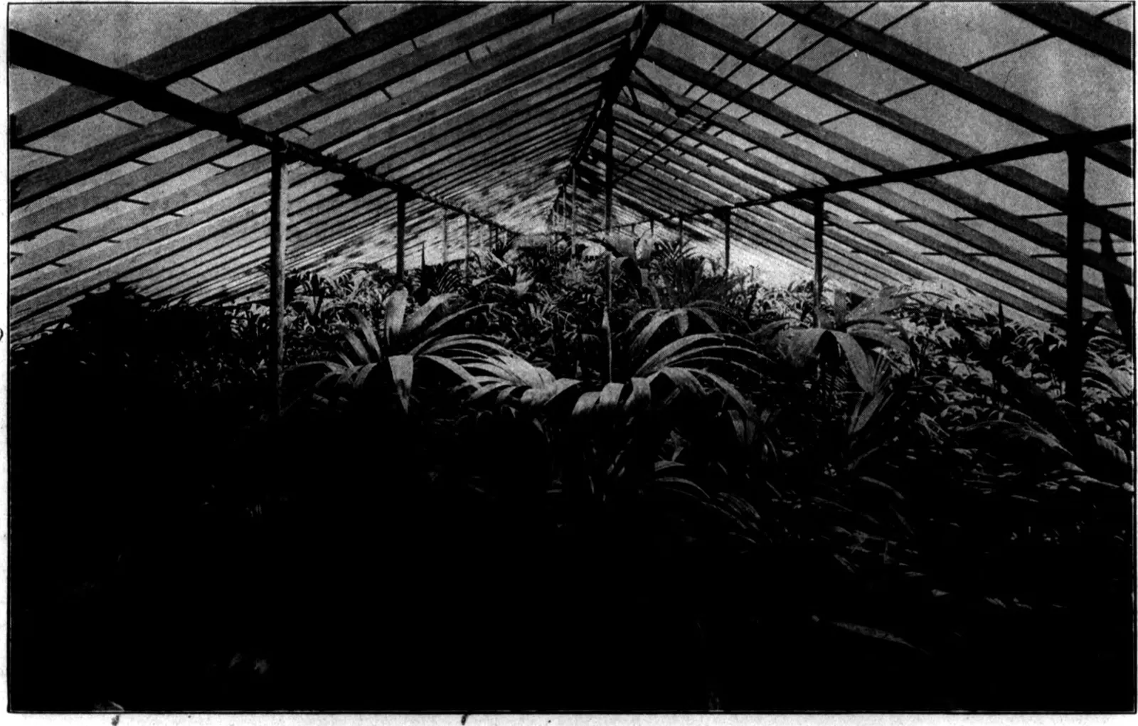 New Zealand Flax (Dracaena indivisa) — Long, sword-shaped leaves provide contrast in the garden all season, Easy care; proven Winners - Spikes, image 12