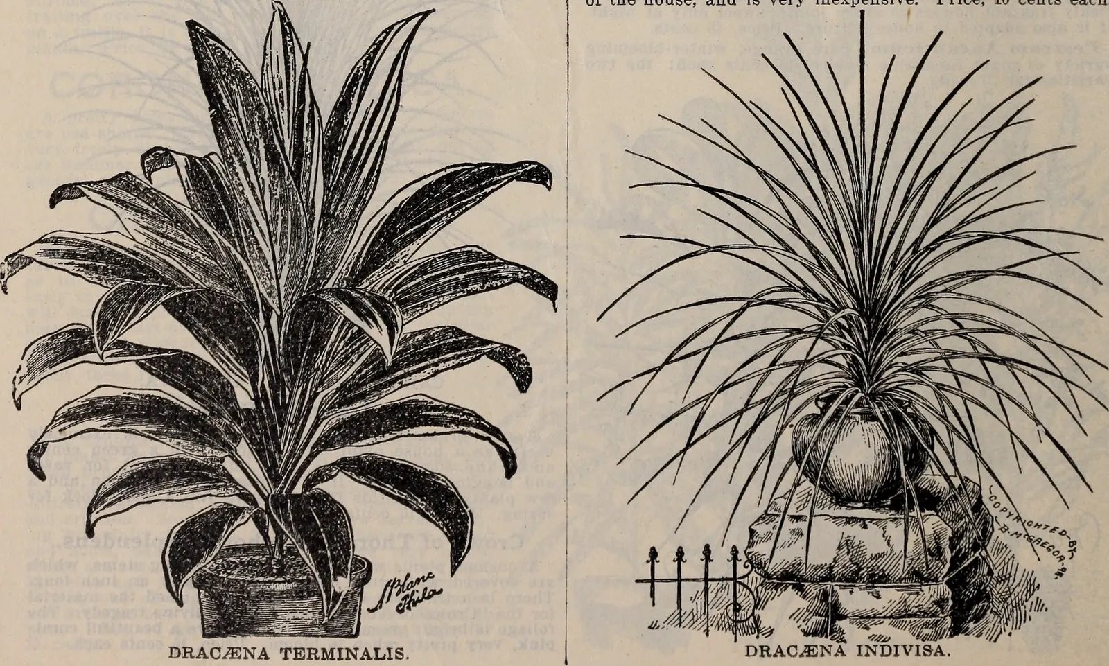 New Zealand Flax (Dracaena indivisa) — Long, sword-shaped leaves provide contrast in the garden all season, Easy care; proven Winners - Spikes, image 16