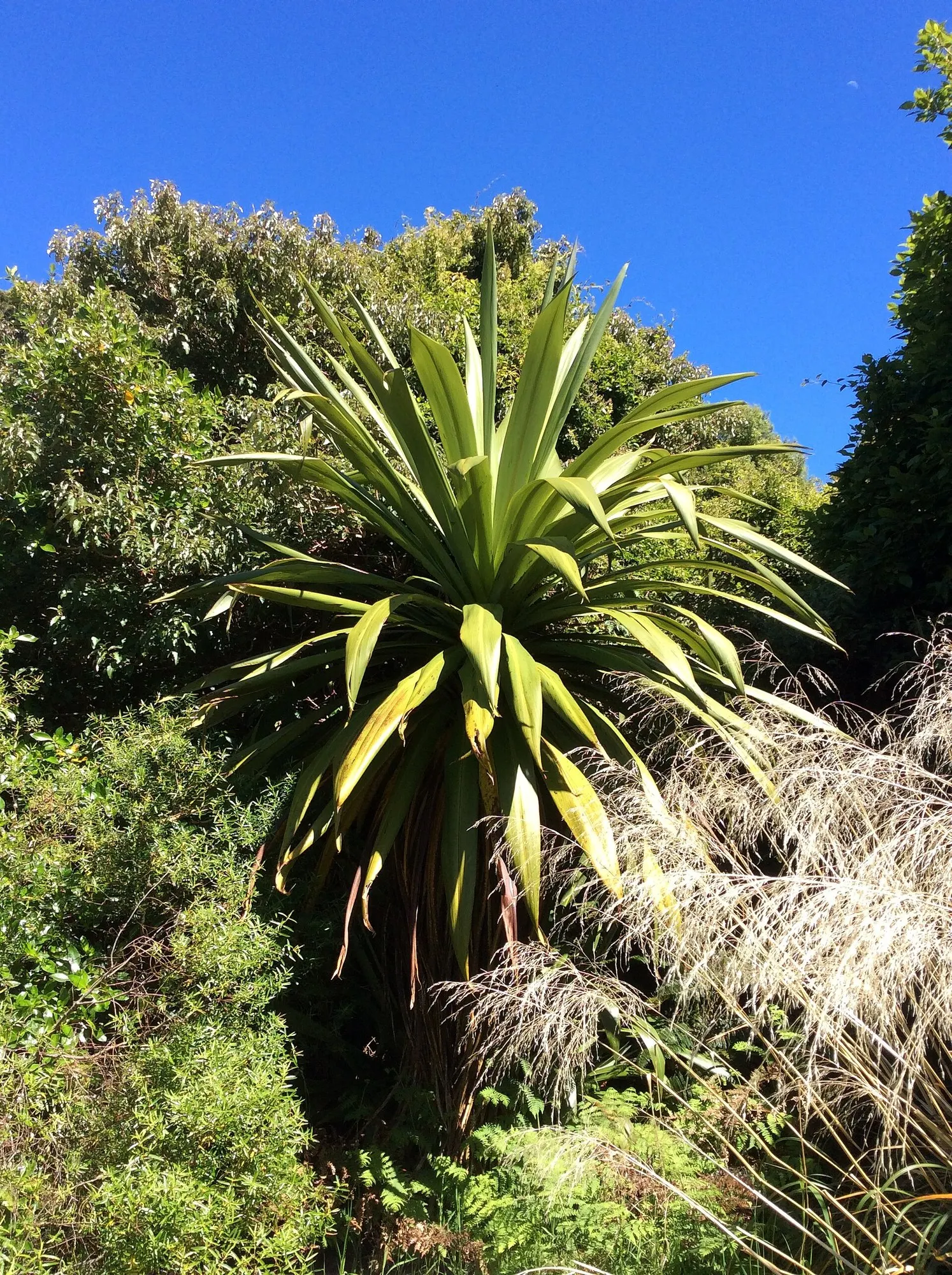 New Zealand Flax (Dracaena indivisa) — Proven Winners - Spikes - Dracaena indivisa none plant details, information and resources; long, image 15