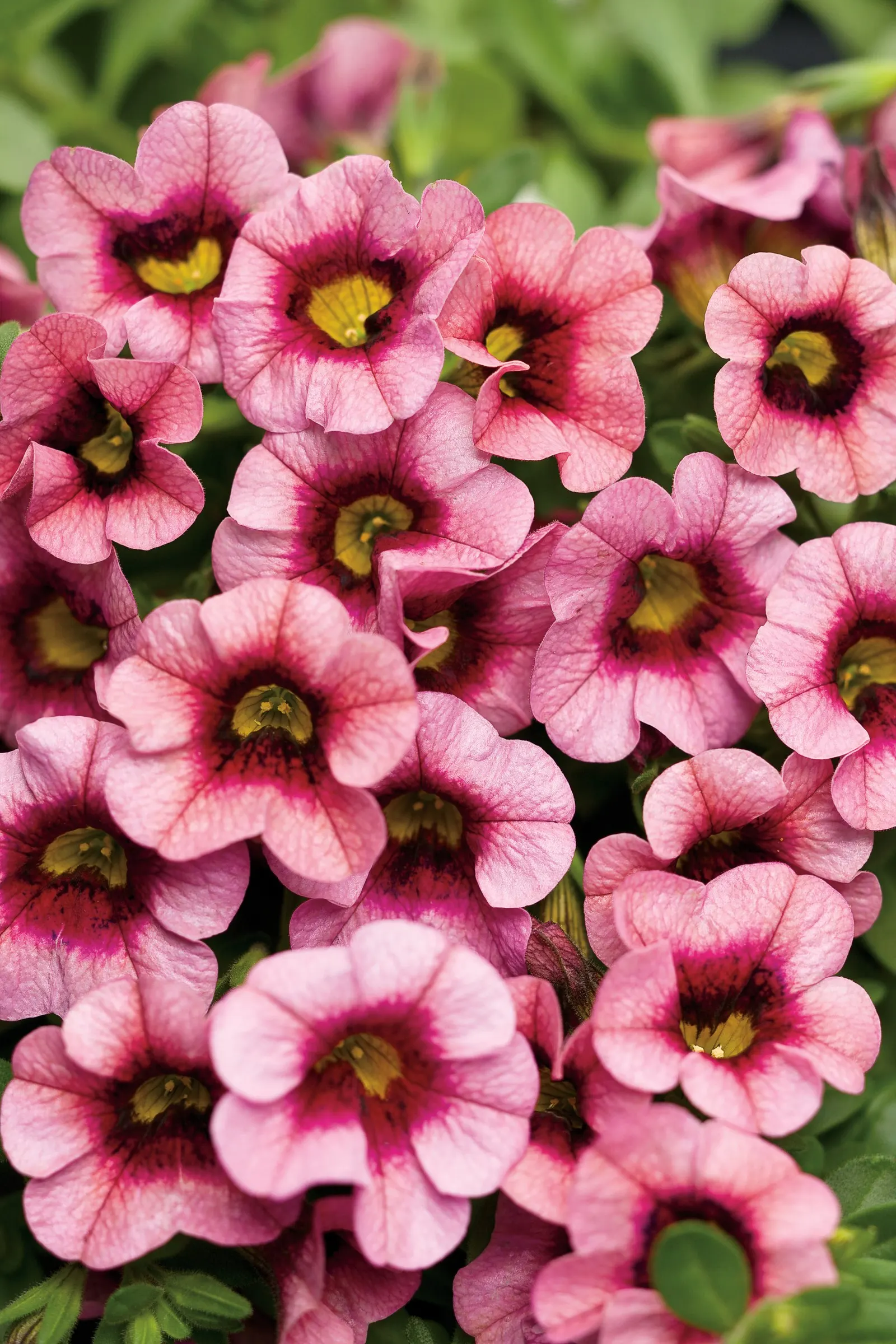 Strawberry Punch™ Calibrachoa — using a sharp pair of scissors or pruning shears
