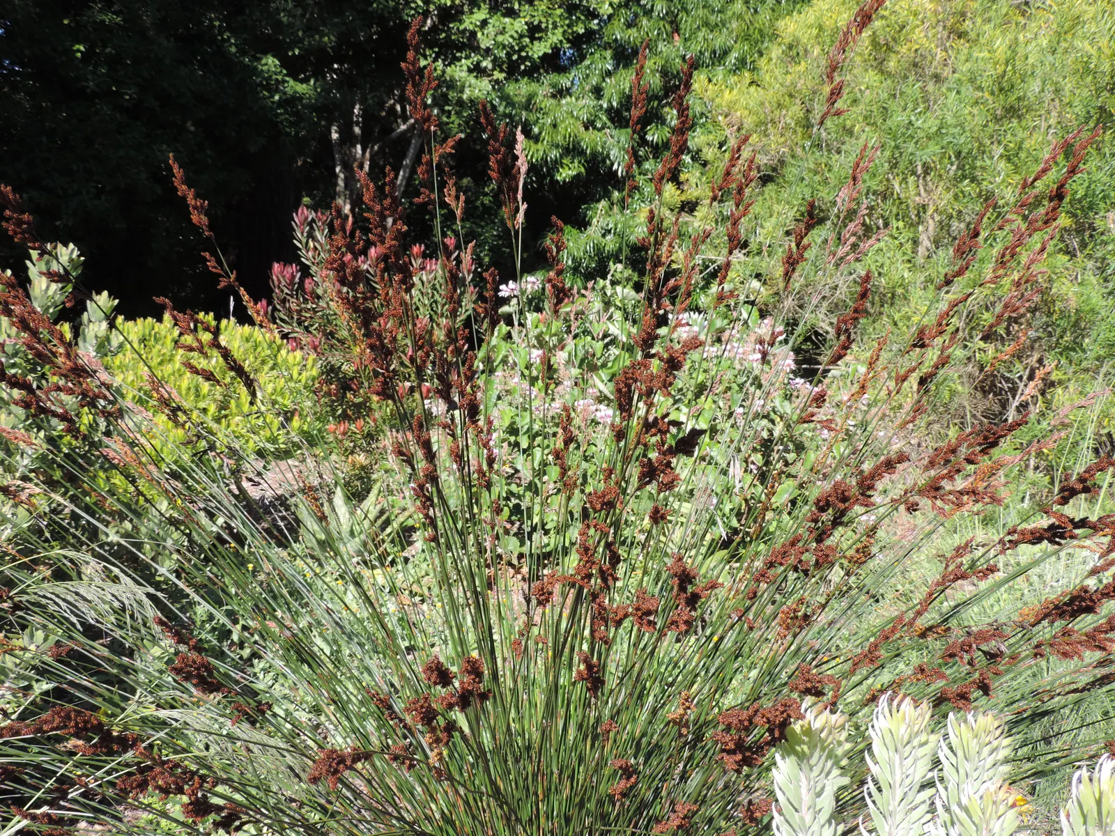 Thatching Reed (Thamnochortus Insignis) — Ideal for accent pieces or privacy screens in zones 8-11; scientifically known as Thamnochortus insignis