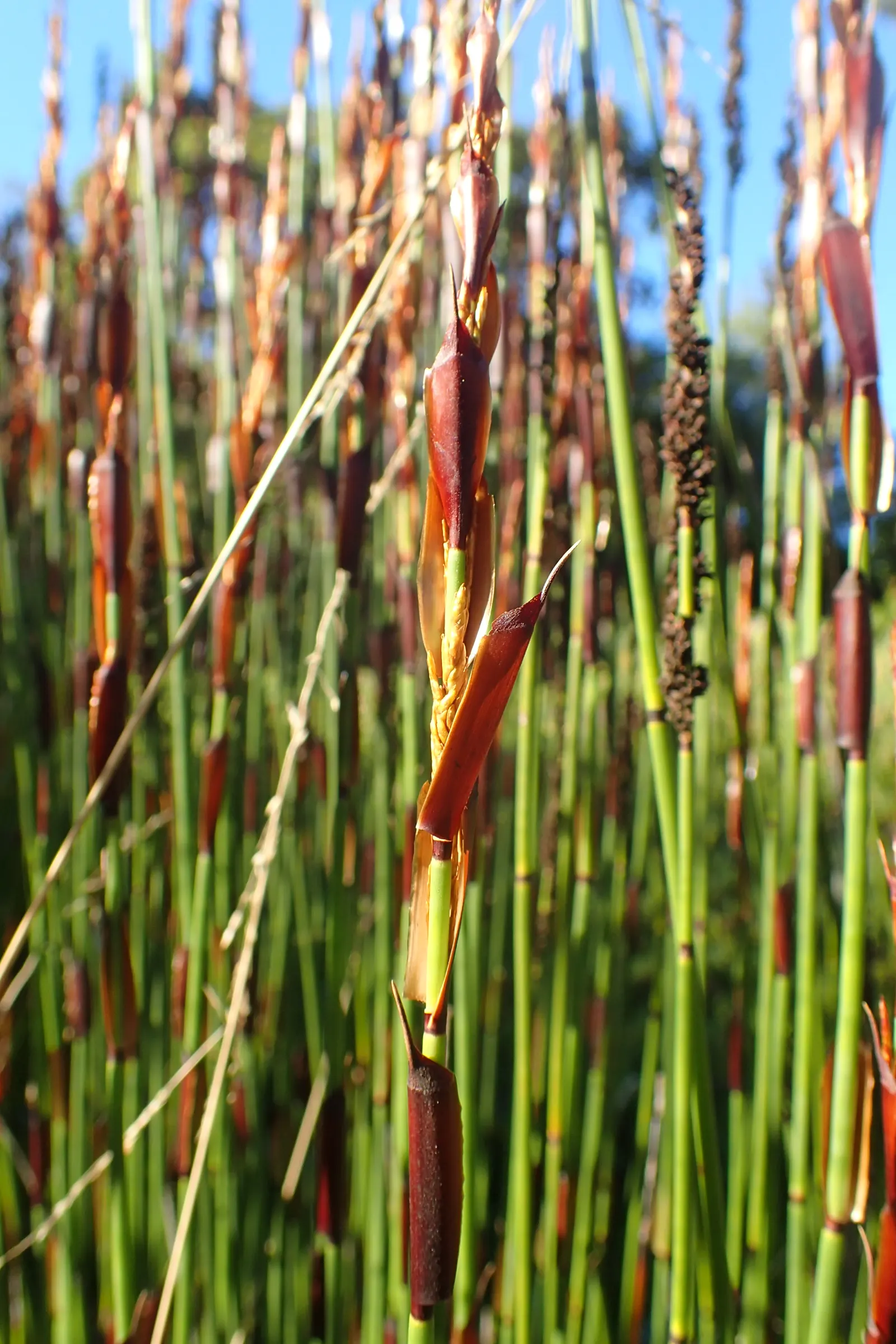 Thatching Reed (Thamnochortus Insignis) — Requires full sun, well-draining soil