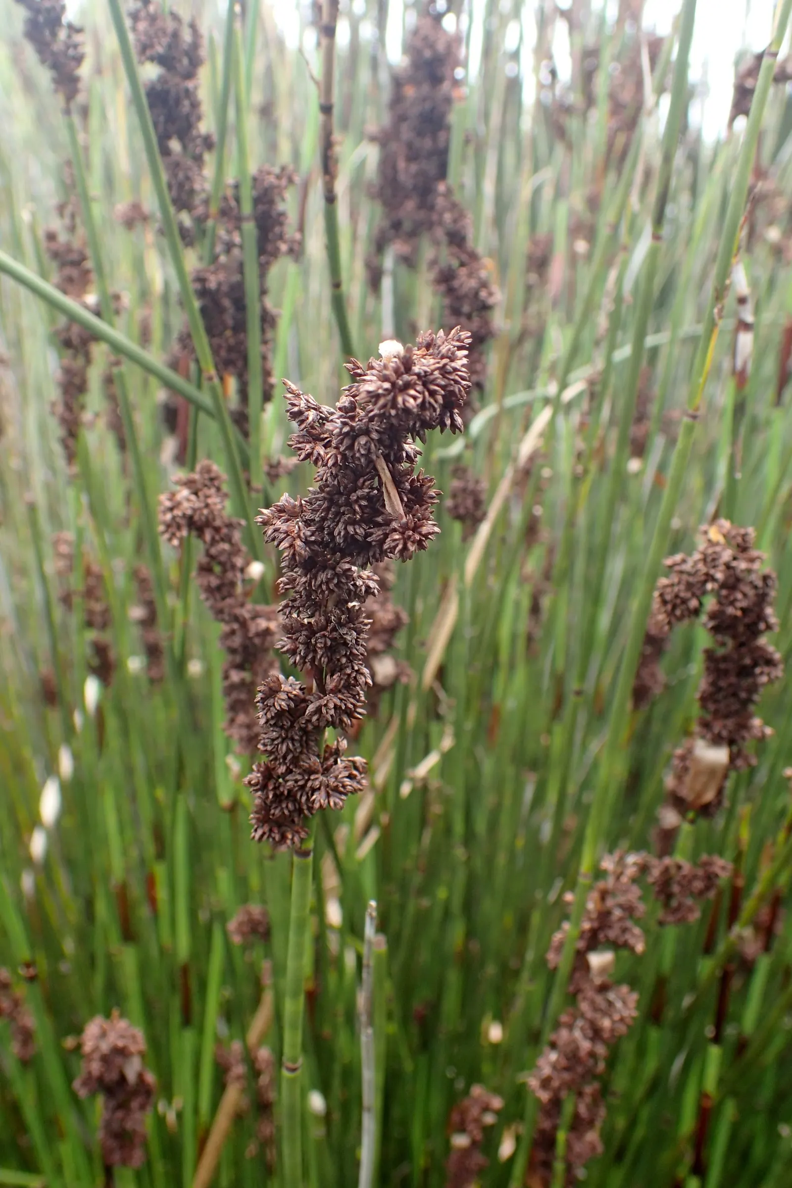 Thatching Reed (Thamnochortus Insignis) — making it a sustainable choice for xeriscaped gardens or arid environments