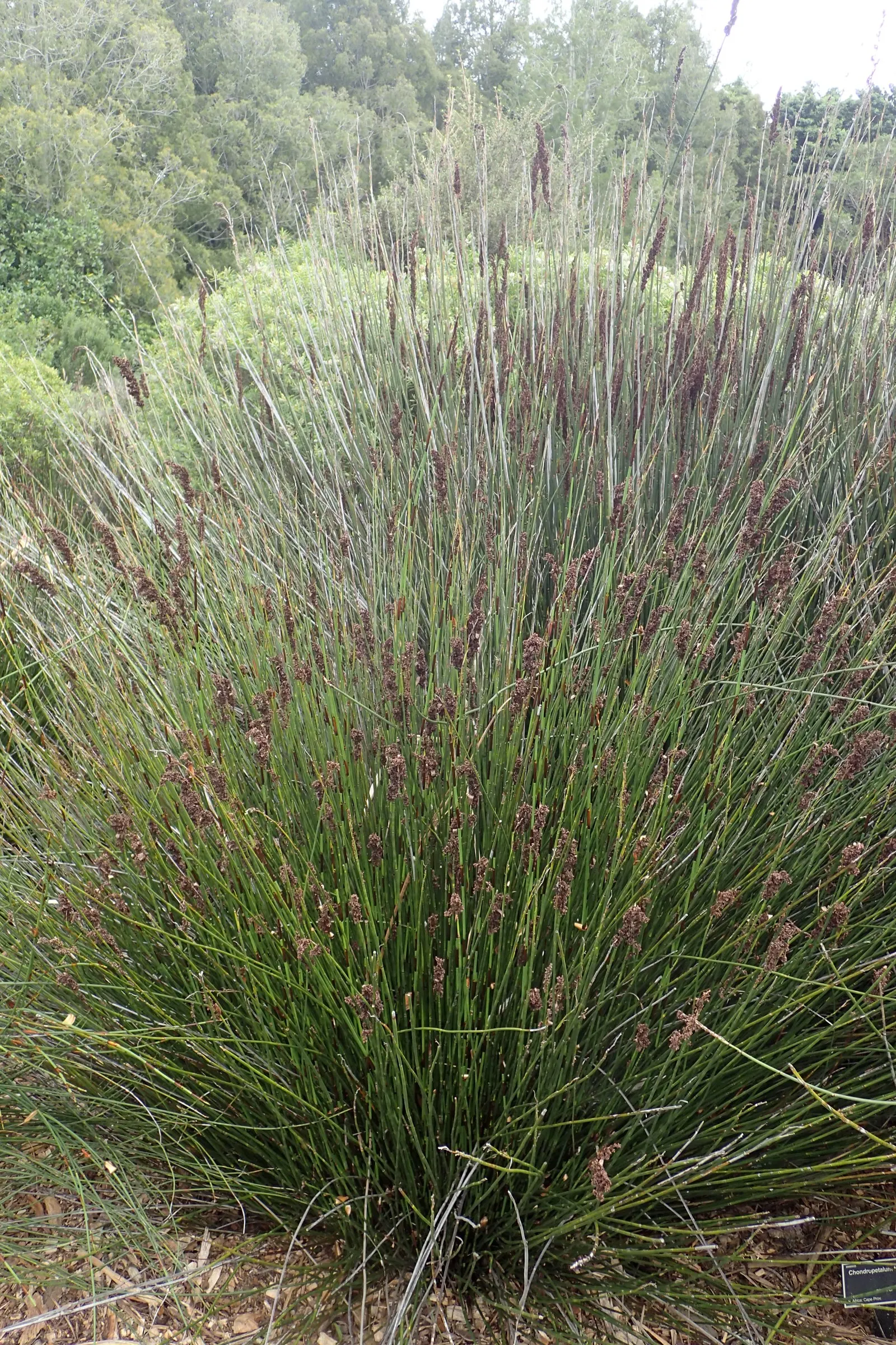 Thatching Reed (Thamnochortus Insignis) — and its contribution to erosion control on slopes
