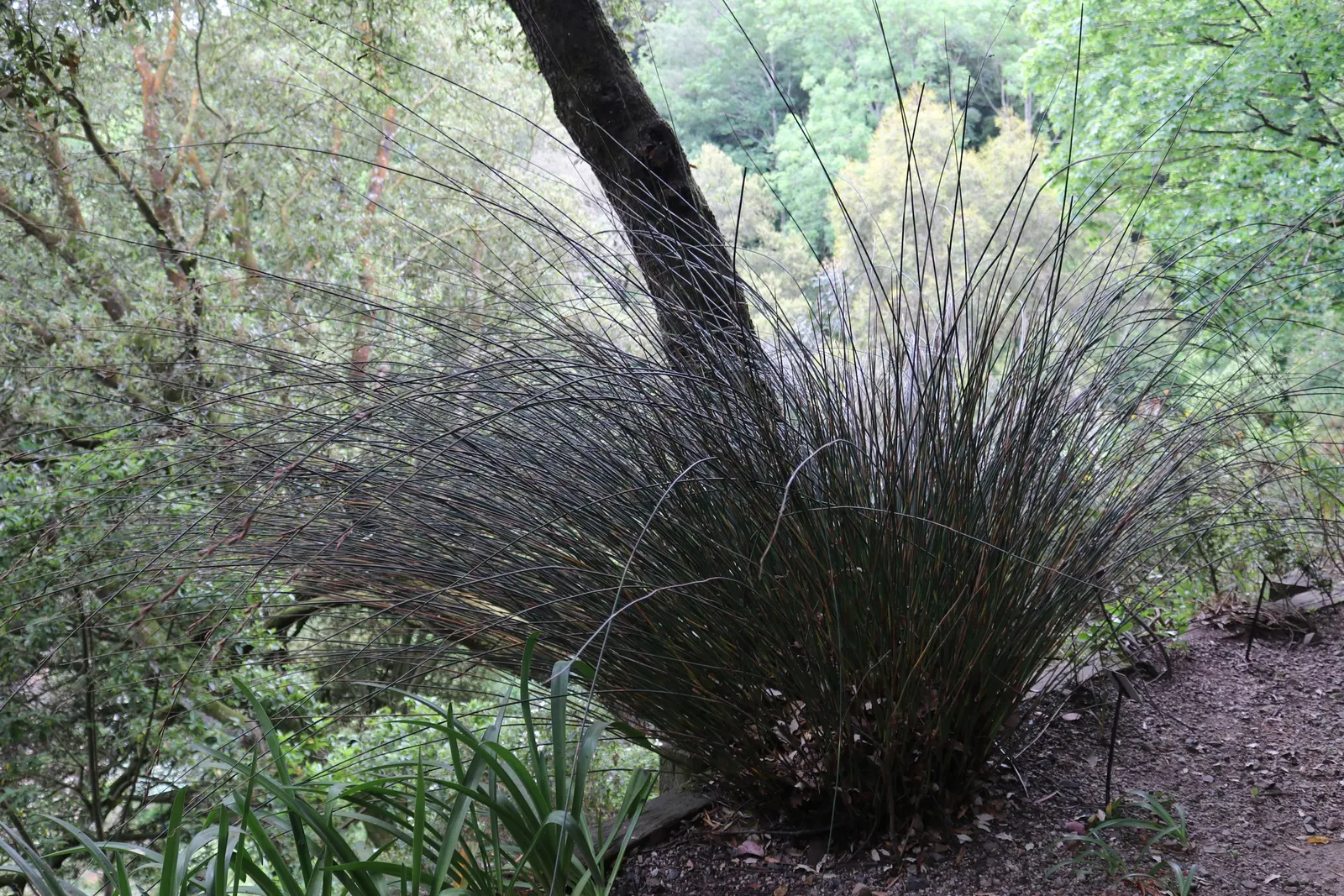 Thatching Reed (Thamnochortus Insignis) — Provides habitat and food for local wildlife; red flowers in the garden