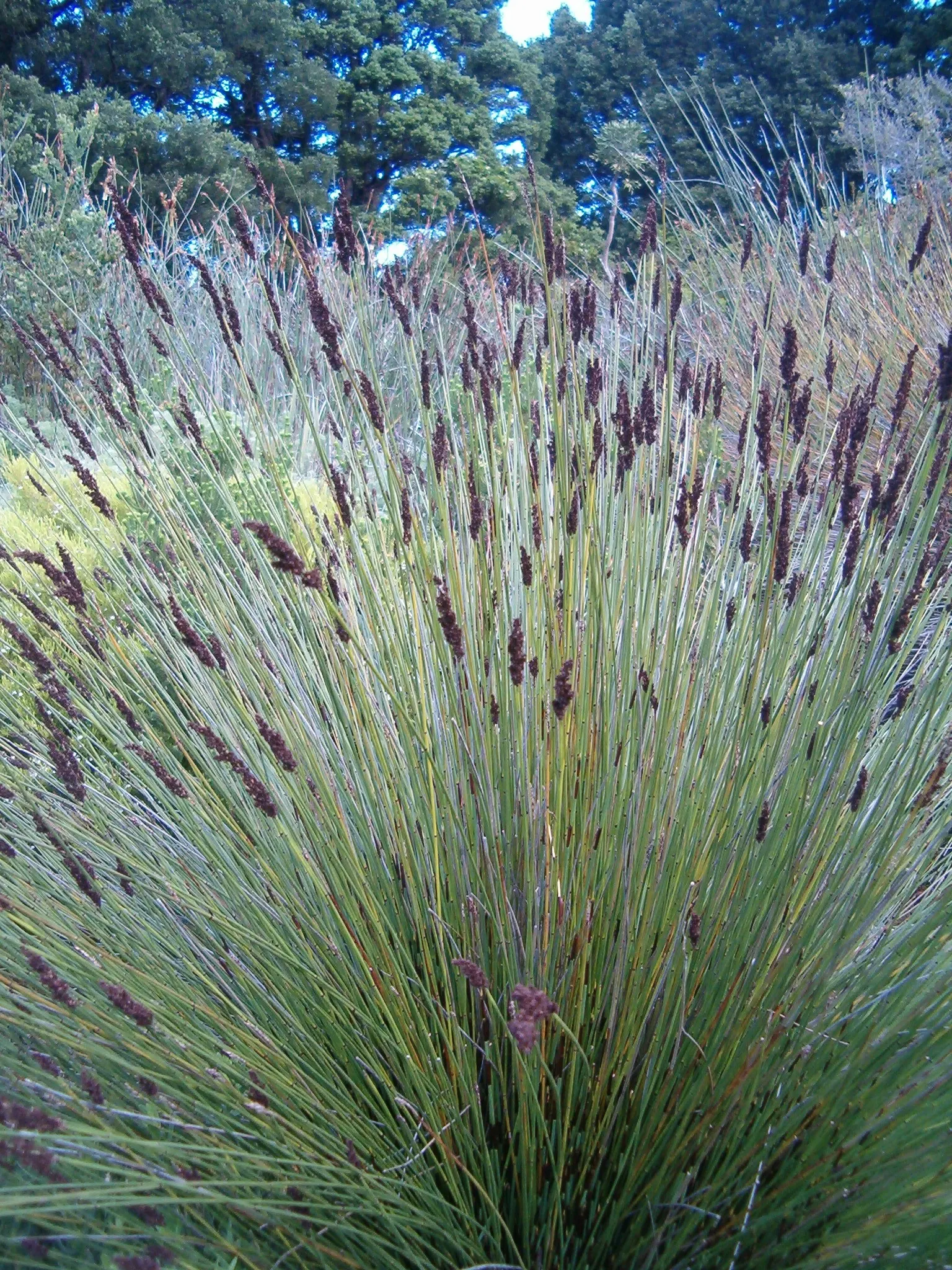 Thatching Reed (Thamnochortus Insignis) — Provides habitat and food for local wildlife