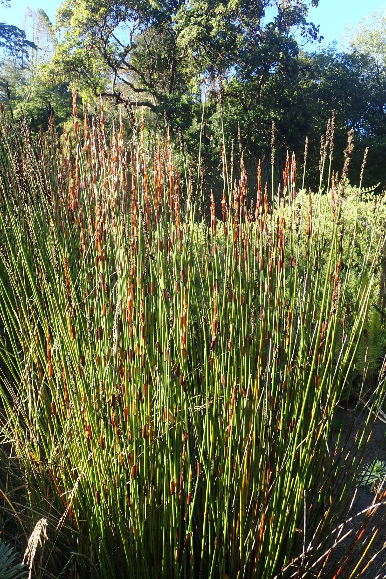 Thatching Reed (Thamnochortus Insignis) — Thatching Reed requires a well-drained soil and a position in full sun