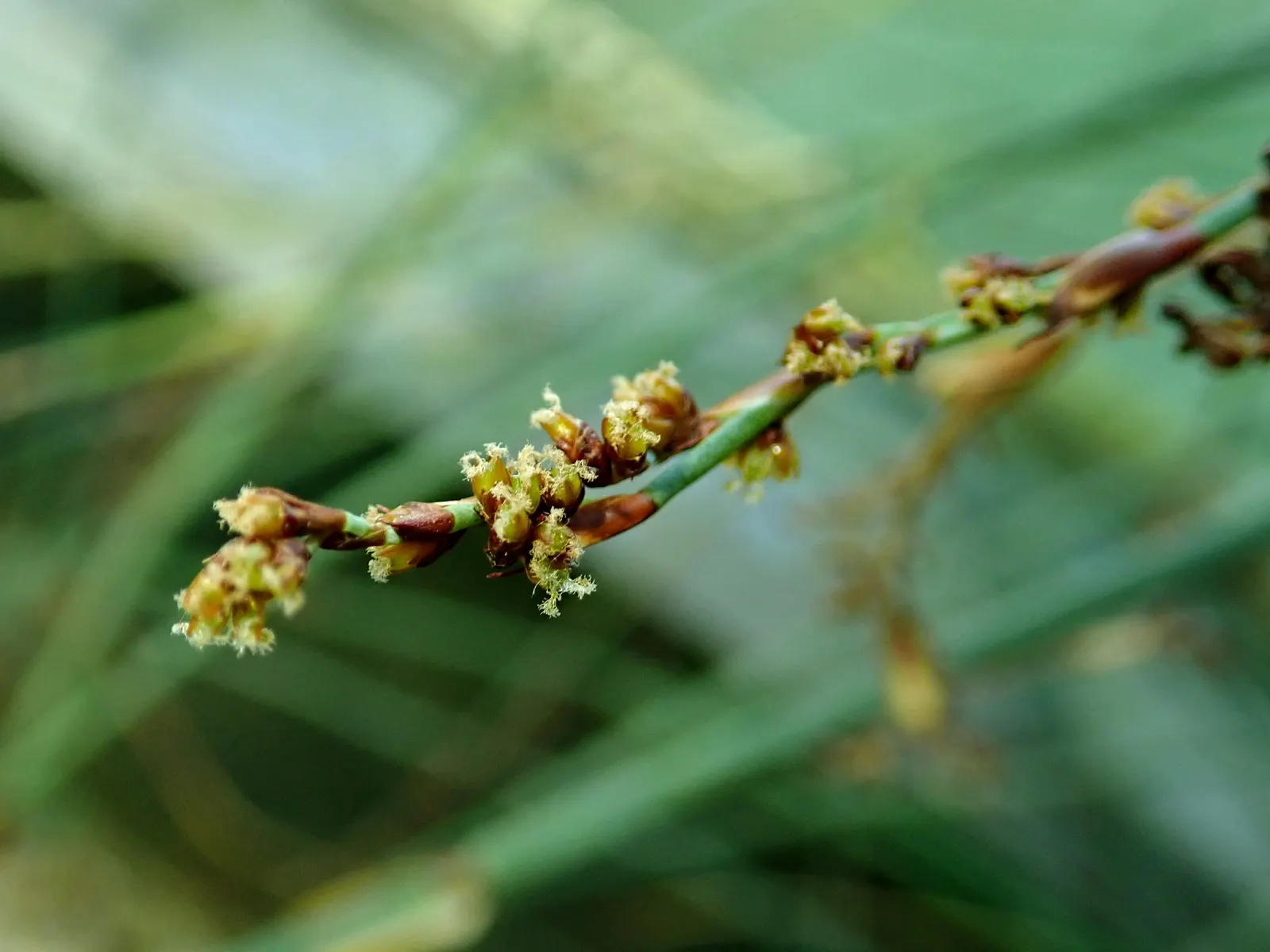Thatching Reed (Thamnochortus Insignis) — Drought-tolerant once established