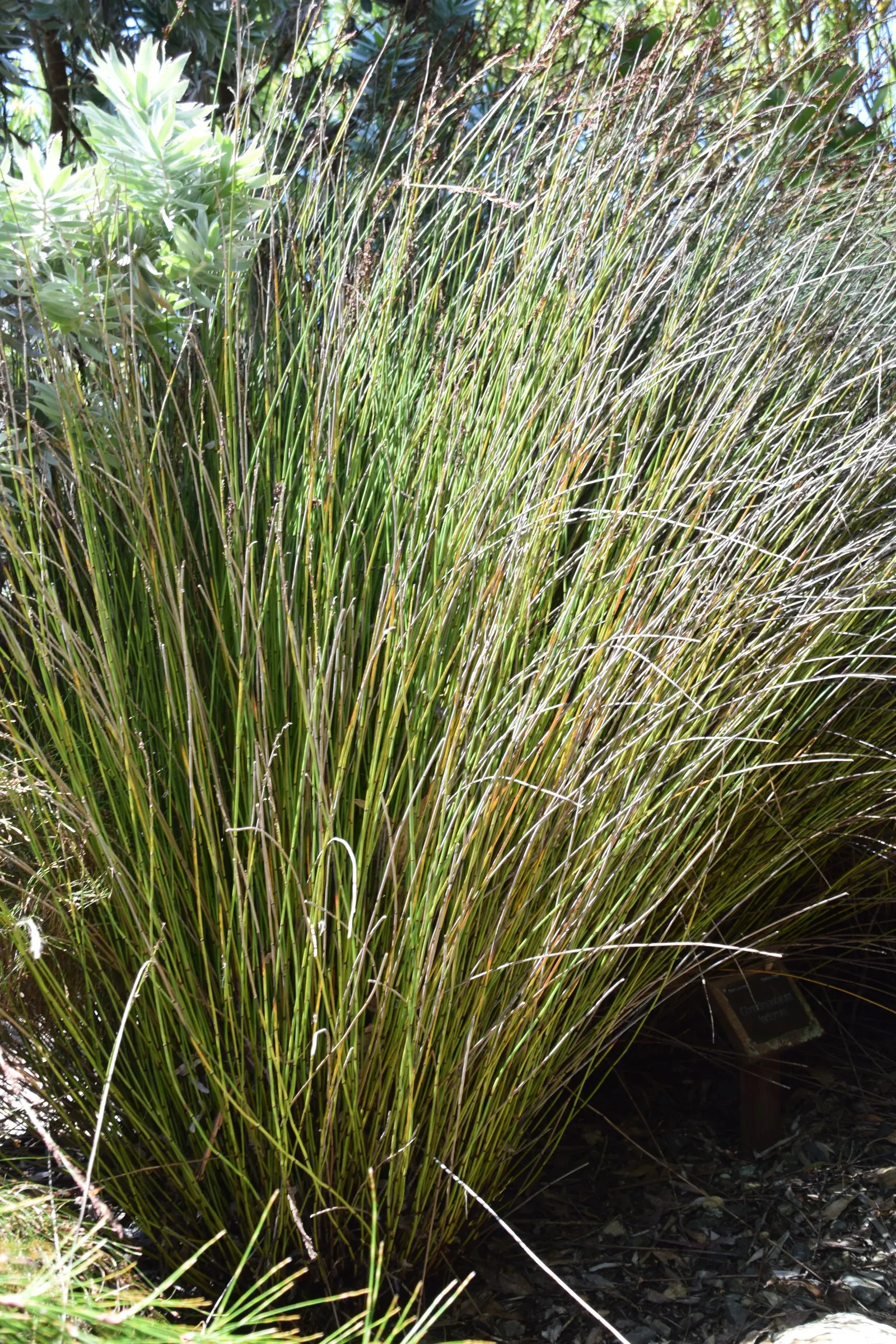 Thatching Reed (Thamnochortus Insignis) — its use as a focal point or screening plant