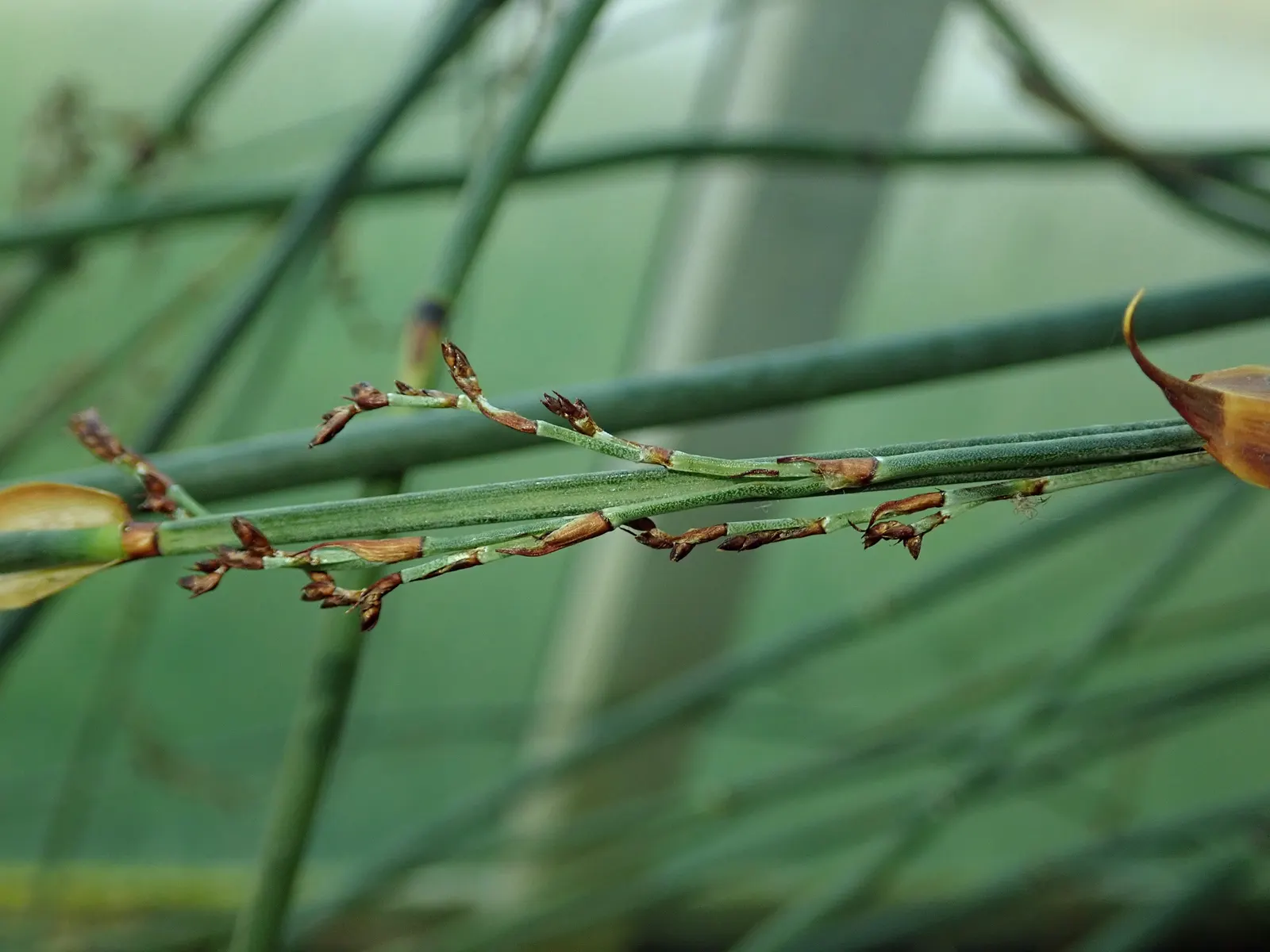 Thatching Reed (Thamnochortus Insignis) — Low maintenance; prune only to remove old foliage