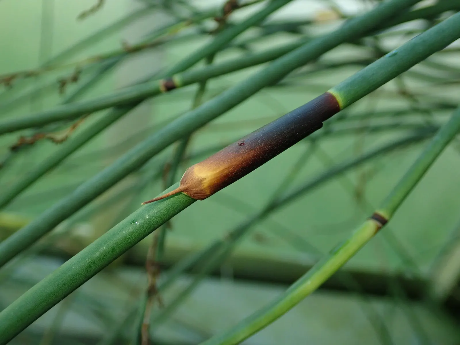 Thatching Reed (Thamnochortus Insignis) — scientifically known as Thamnochortus insignis; ideal for accent pieces or privacy screens in zones 8-11
