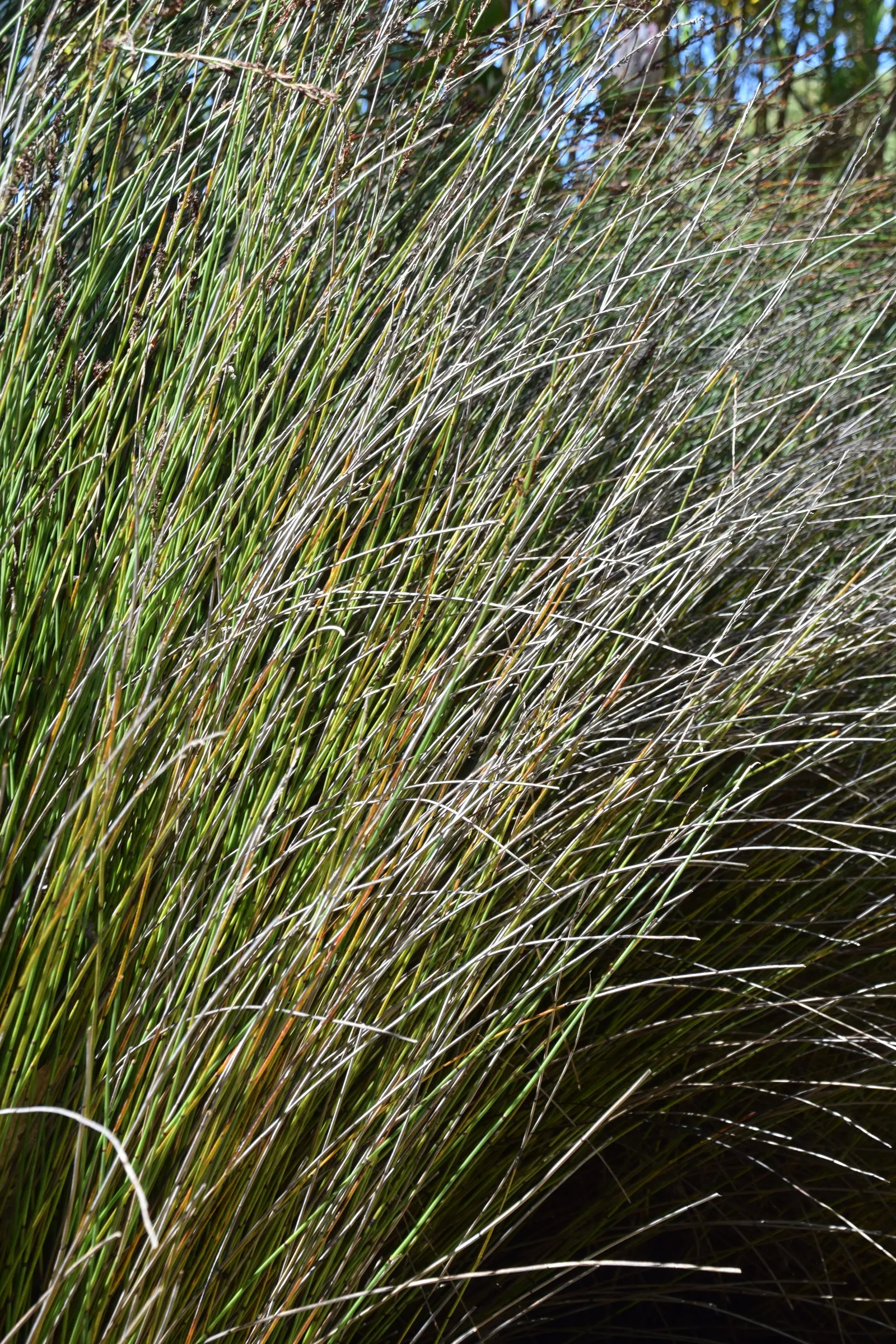 Thatching Reed (Thamnochortus Insignis) — feathery inflorescences that add a textural softness and movement to the garden