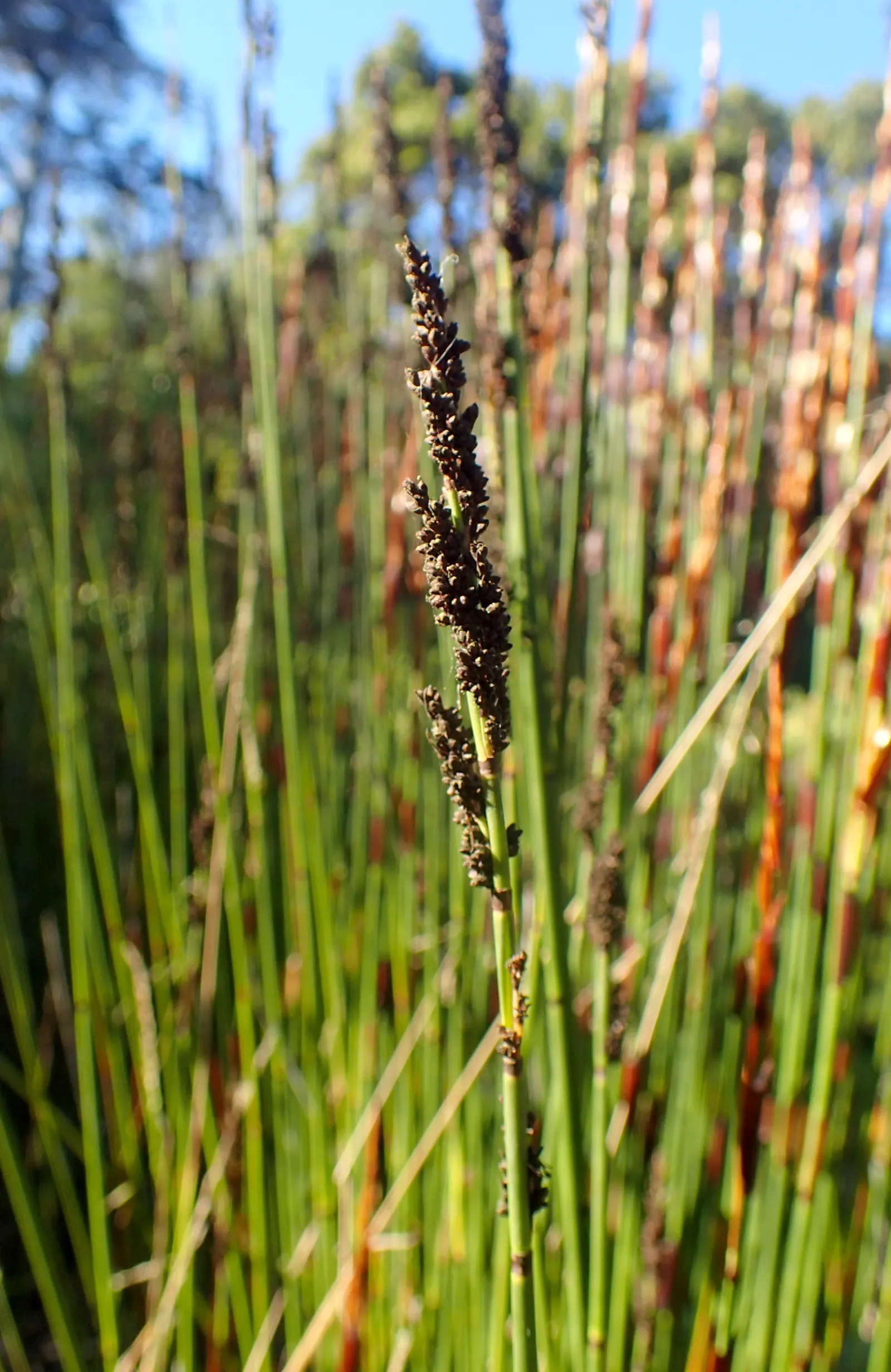 Thatching Reed (Thamnochortus Insignis) — Ideal for accent pieces or privacy screens in zones 8-11