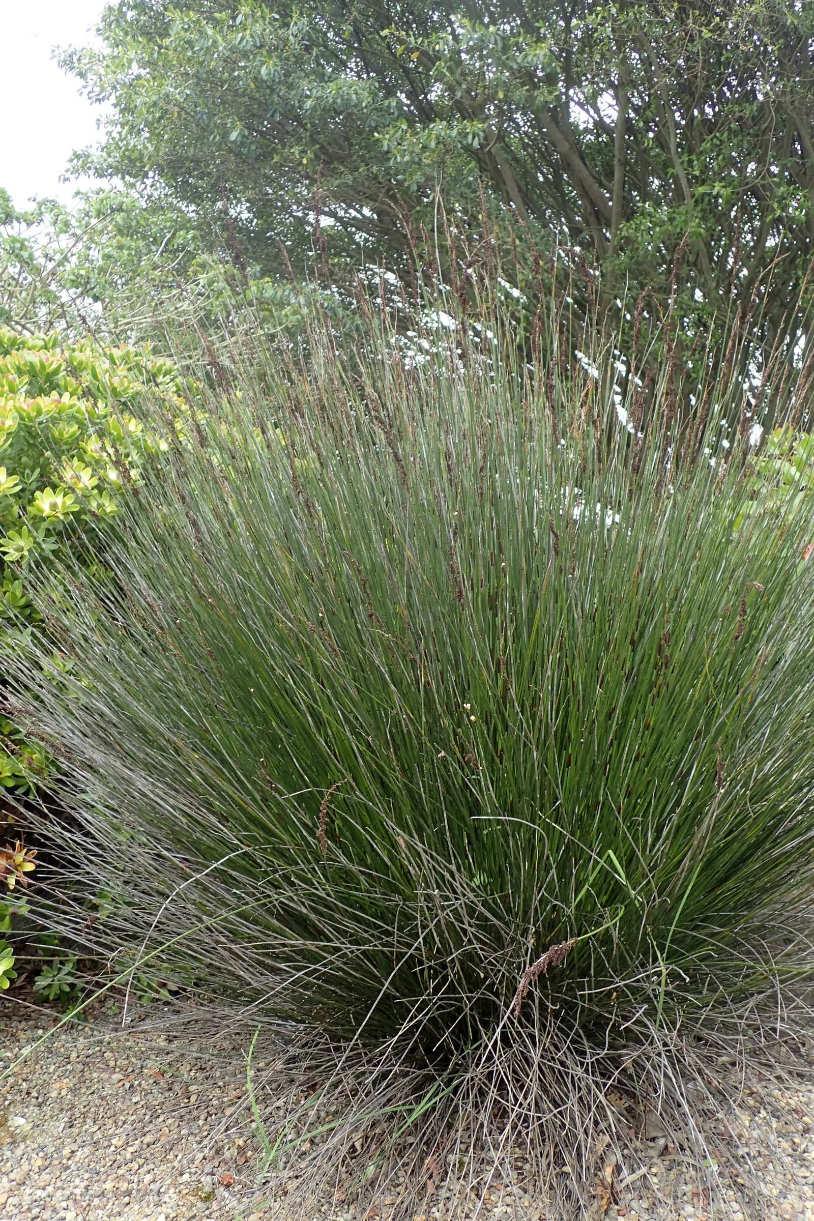 Thatching Reed (Thamnochortus Insignis) — be sure to note its ability to provide year-round structure