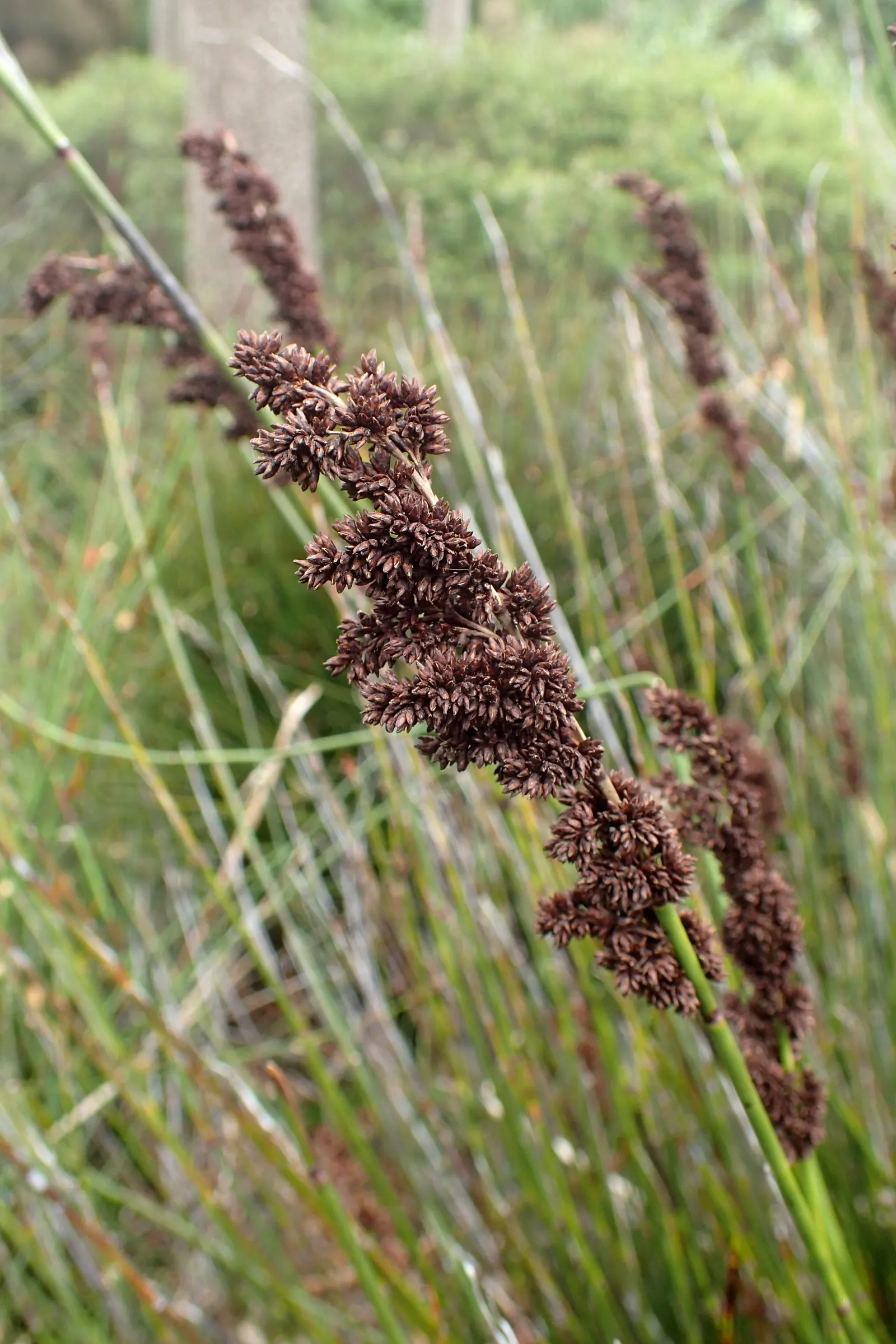 Thatching Reed (Thamnochortus Insignis) — is an exquisite ornamental grass native to the coastal regions of South Africa
