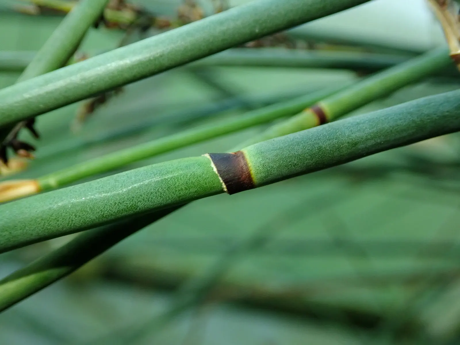 Thatching Reed (Thamnochortus Insignis) — Requires full sun, well-draining soil; making it a sustainable choice for xeriscaped gardens or arid environments