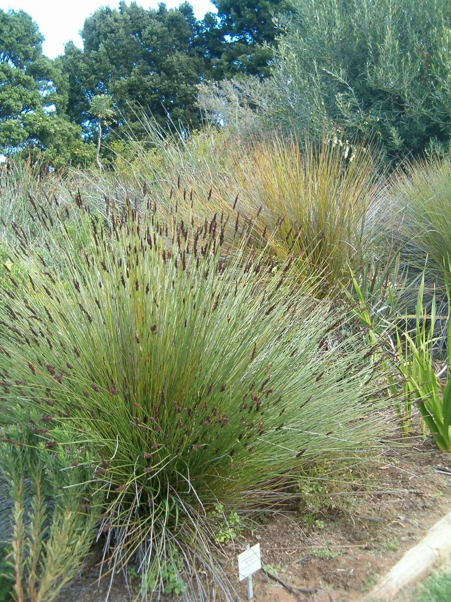 Thatching Reed (Thamnochortus Insignis) — making a bold statement in any landscape
