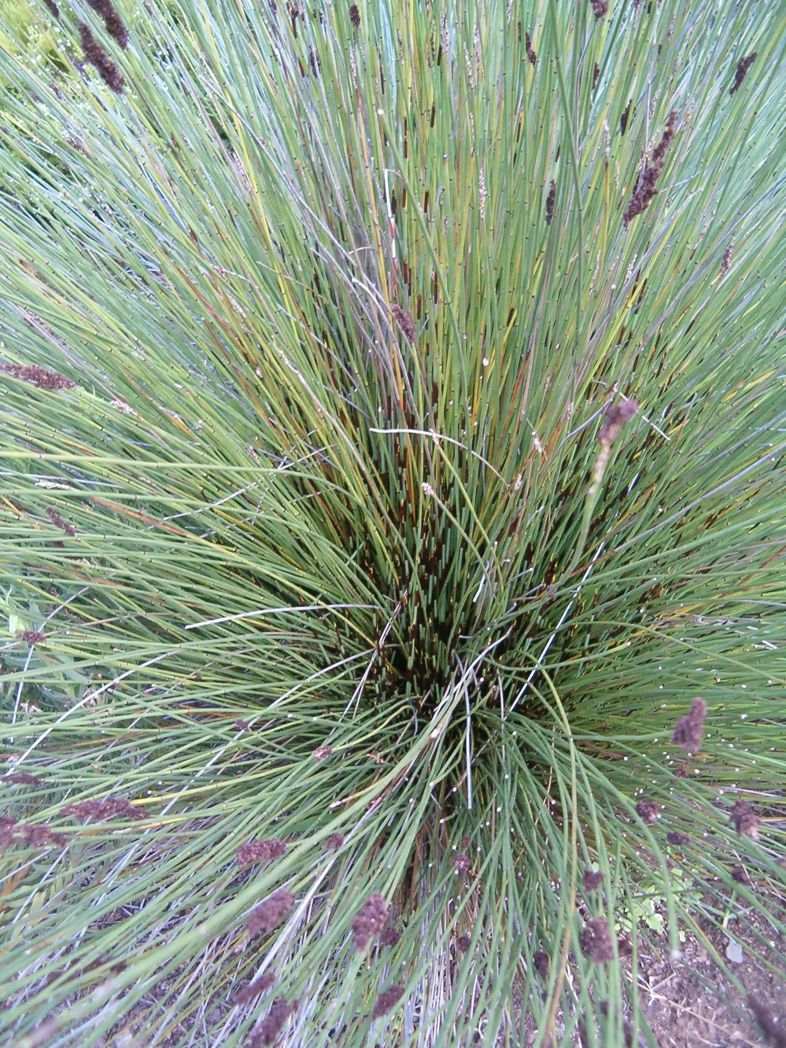 Thatching Reed (Thamnochortus Insignis) — it is remarkably drought-resistant