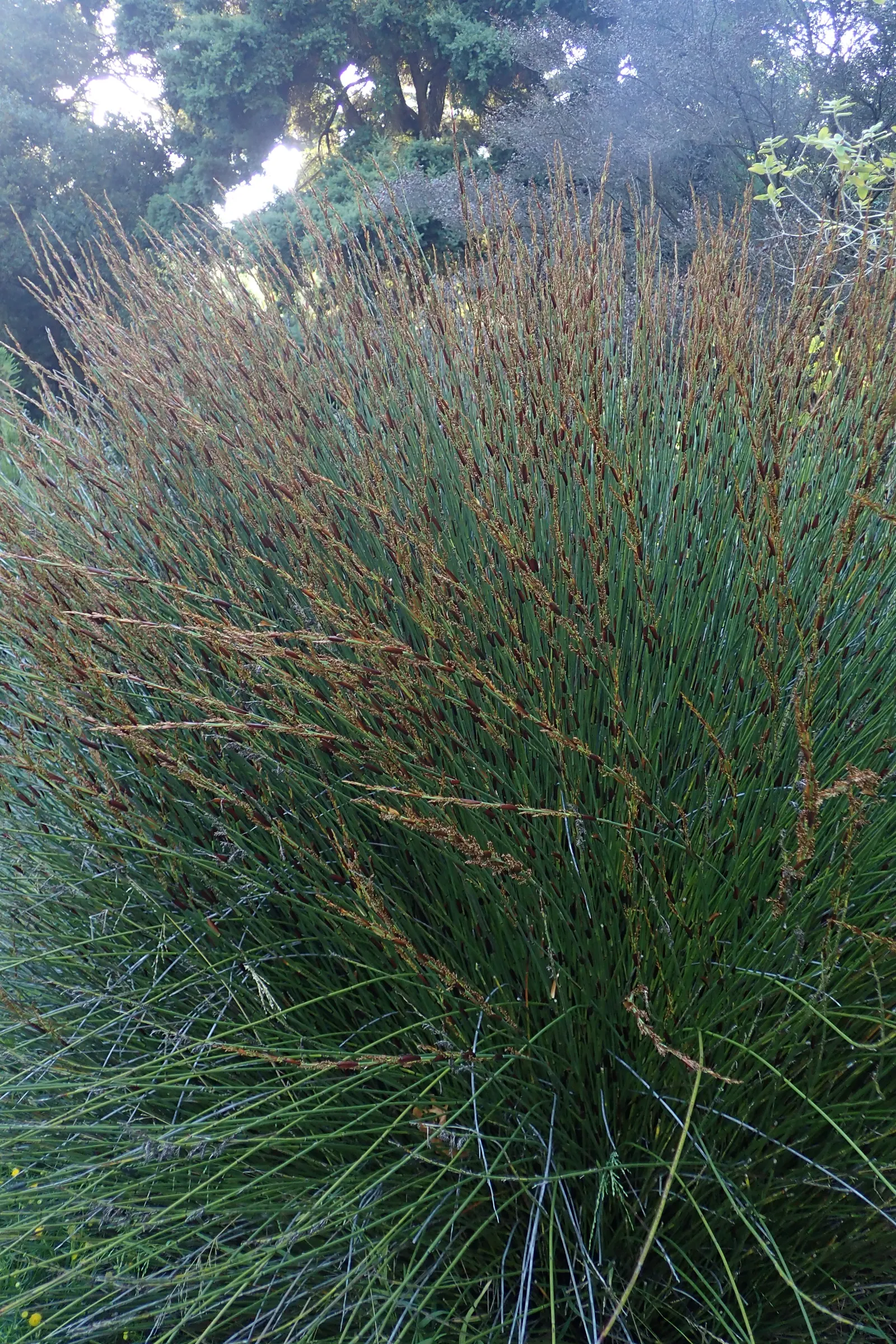 Thatching Reed (Thamnochortus Insignis) — dense tufts of bright green