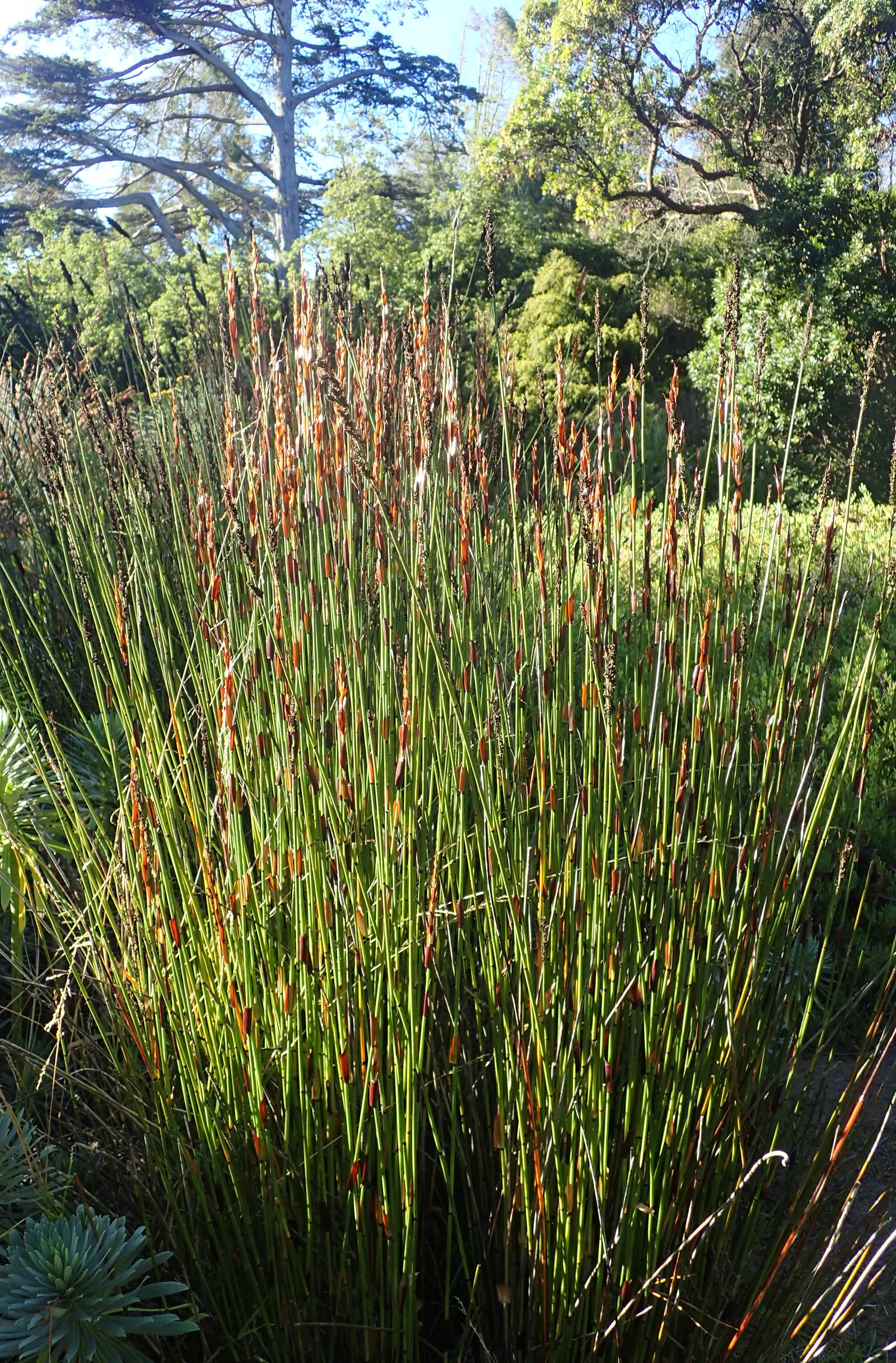 Thatching Reed (Thamnochortus Insignis) — Thatching Reed (Thamnochortus insignis) is an eye-catching, perennial grass reaching heights up to 10 ft