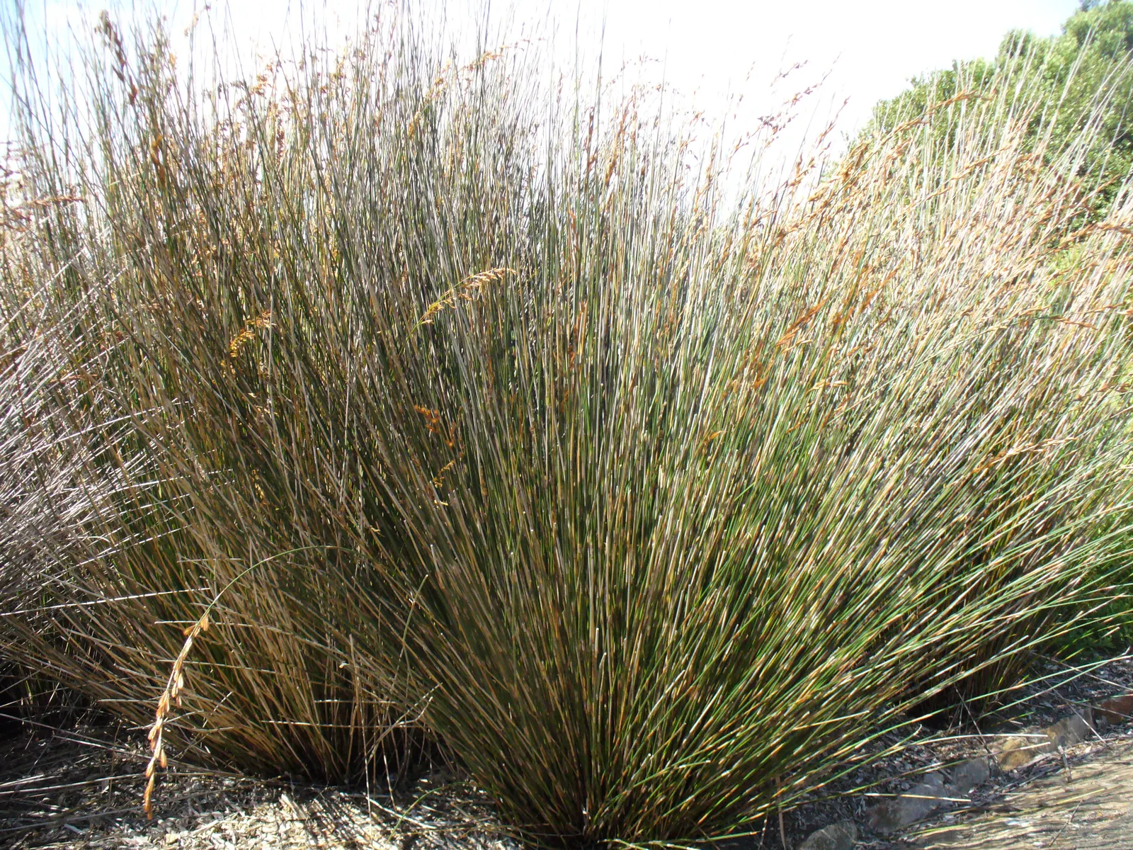 Thatching Reed (Thamnochortus Insignis) — wiry leaves contrast beautifully against the landscape when planted en masse