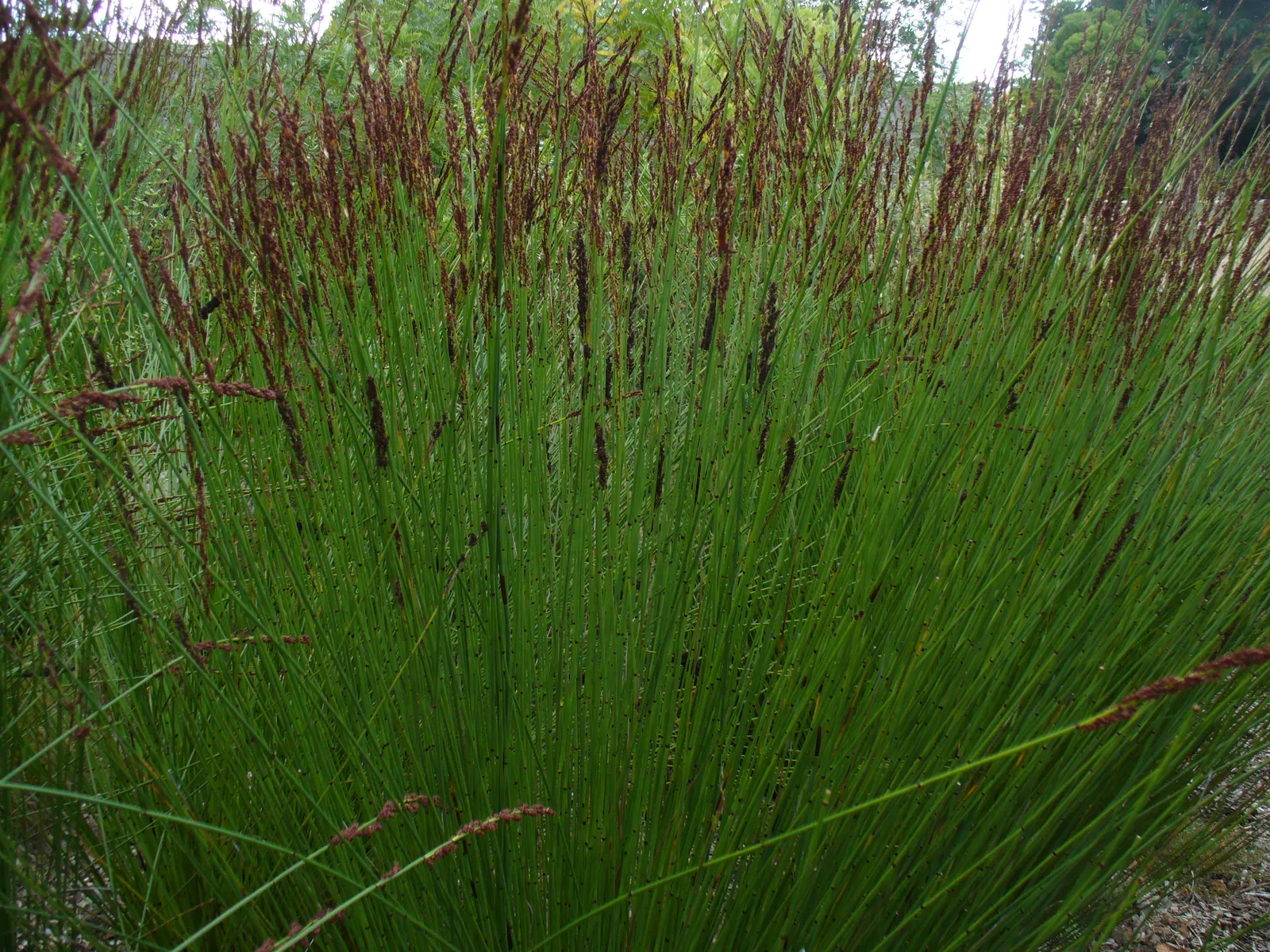 Thatching Reed (Thamnochortus Insignis) — grass for full