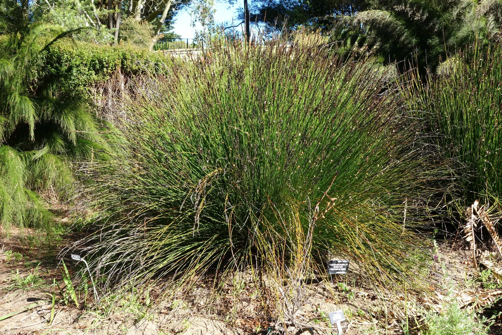 Thatching Reed (Thamnochortus Insignis) — Drought-tolerant once established; thatching Reed (Thamnochortus insignis) is an eye-catching, perennial grass