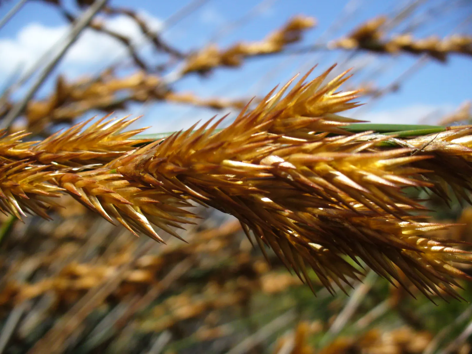 Thatching Reed (Thamnochortus Insignis) — although it can tolerate partial shade