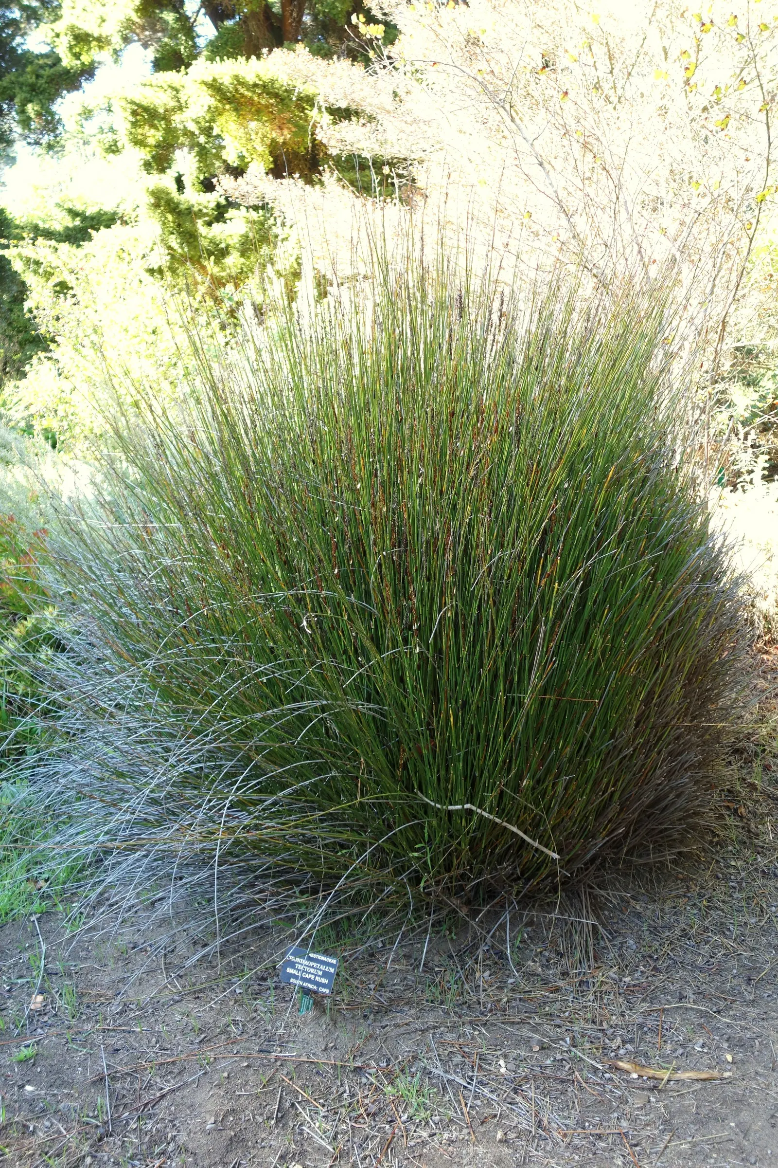 Thatching Reed (Thamnochortus Insignis) — thanks to its deep root system