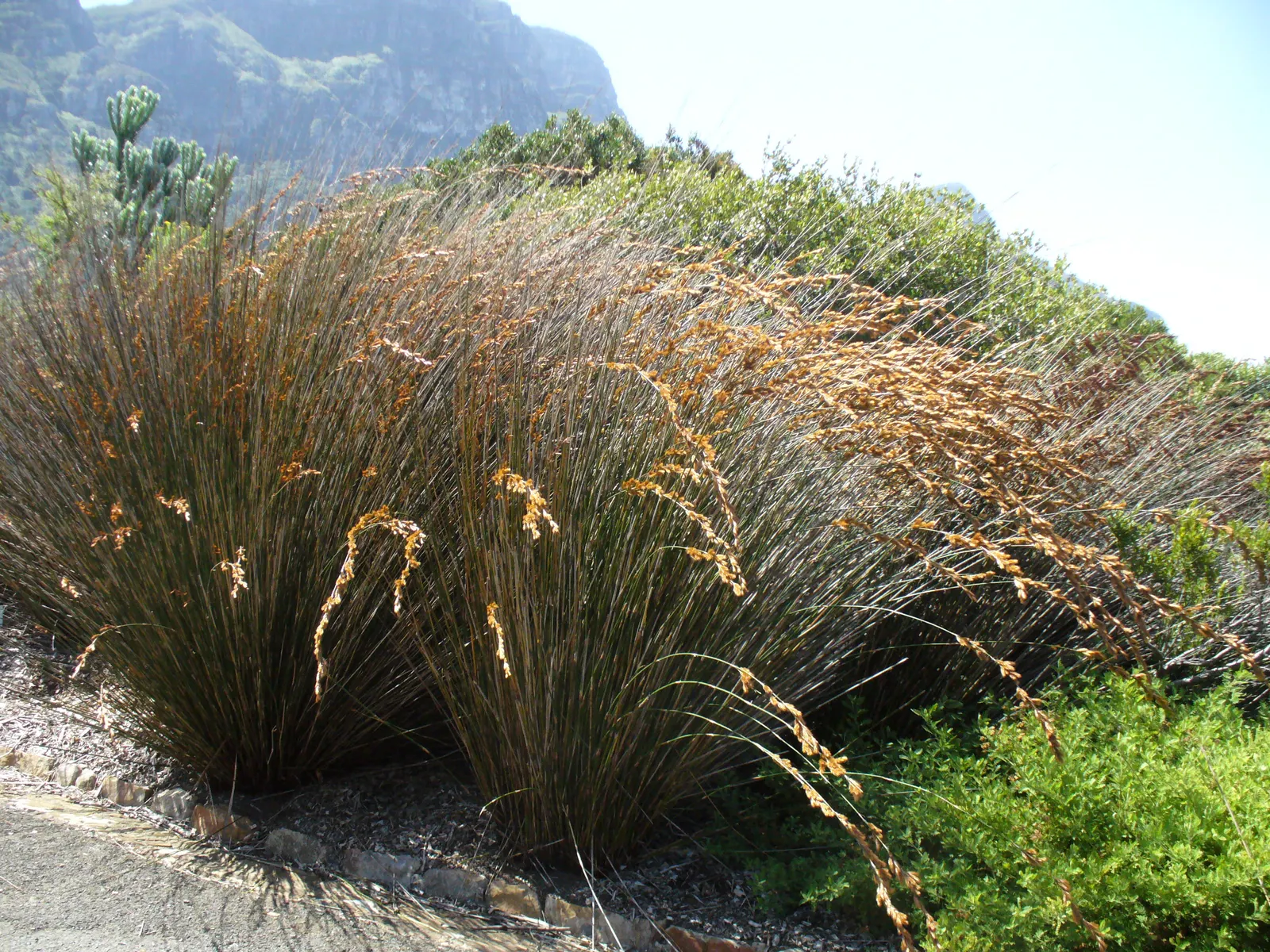 Thatching Reed (Thamnochortus Insignis) — Native to South African fynbos, this elegant plant showcases dense, tufted golden-brown inflorescences; dense tufts