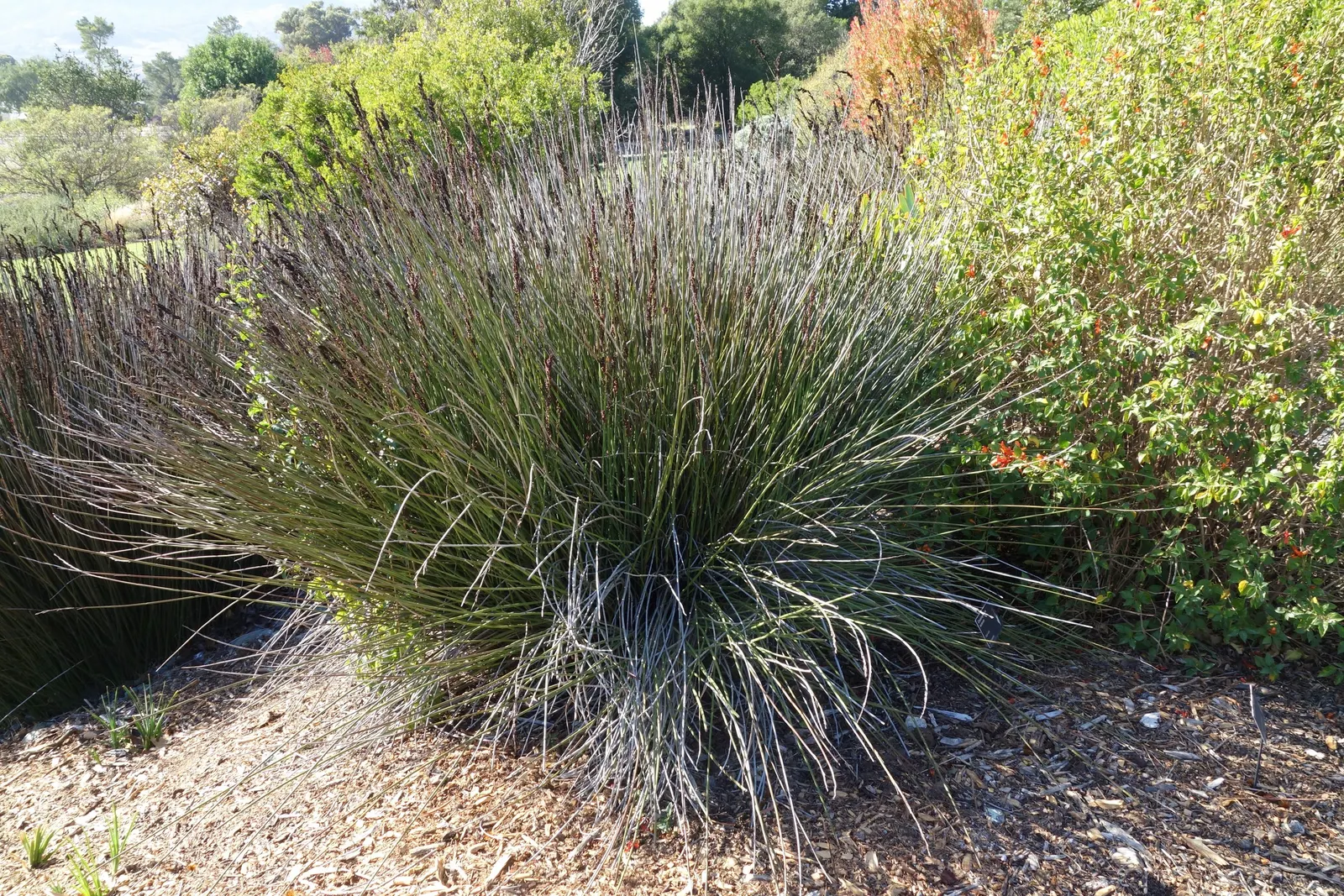 Thatching Reed (Thamnochortus Insignis) — red flowers in the garden