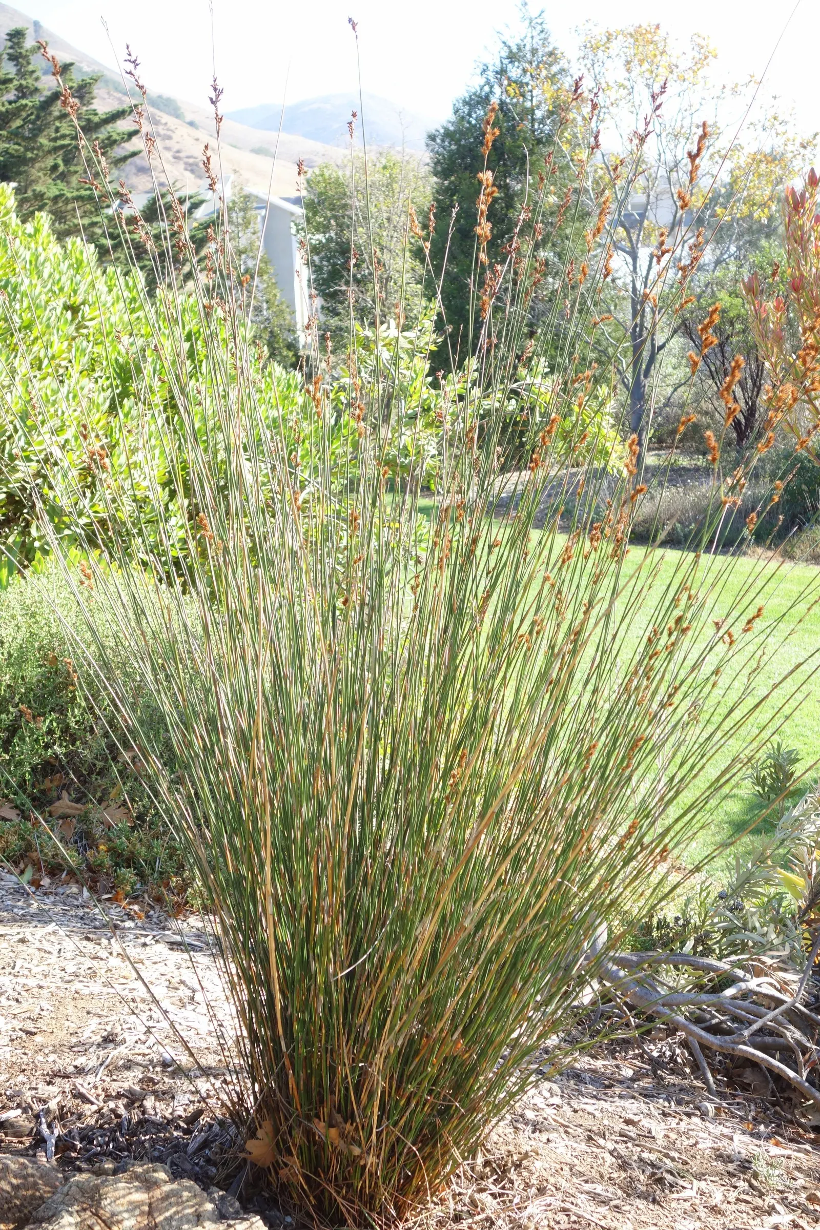 Thatching Reed (Thamnochortus Insignis) — Low maintenance; prune only to remove old foliage; although it can tolerate partial shade