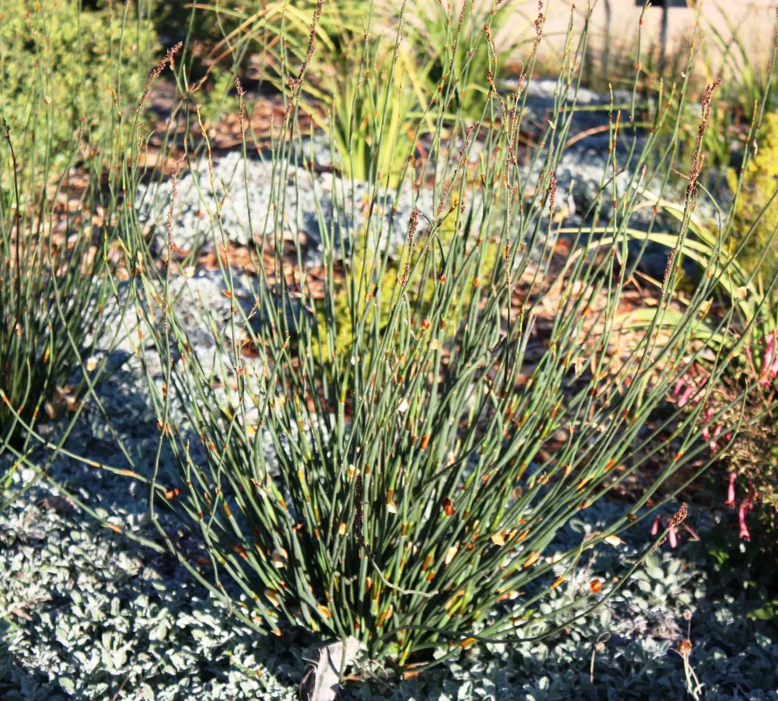 Thatching Reed (Thamnochortus Insignis) — grass with red blooms