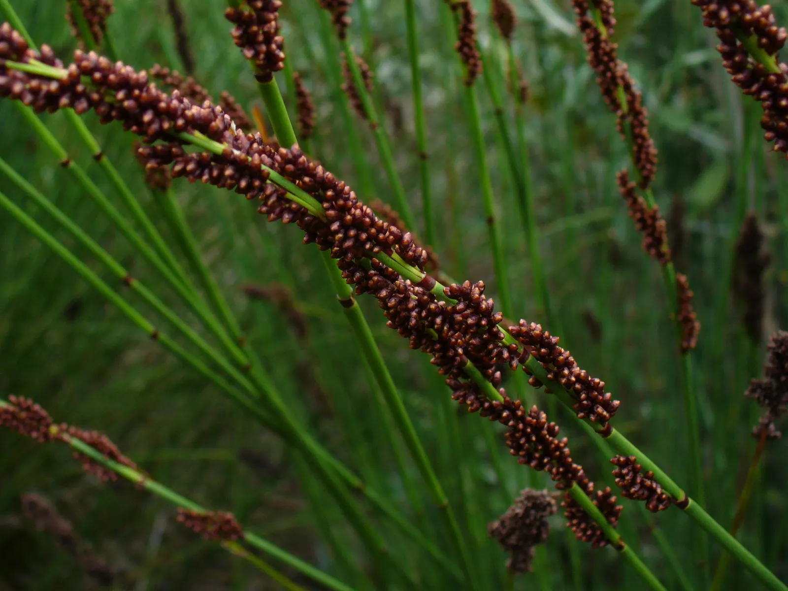 Thatching Reed (Thamnochortus Insignis) — is an exquisite ornamental grass native to the coastal regions of South Africa; wiry leaves contrast beautifully