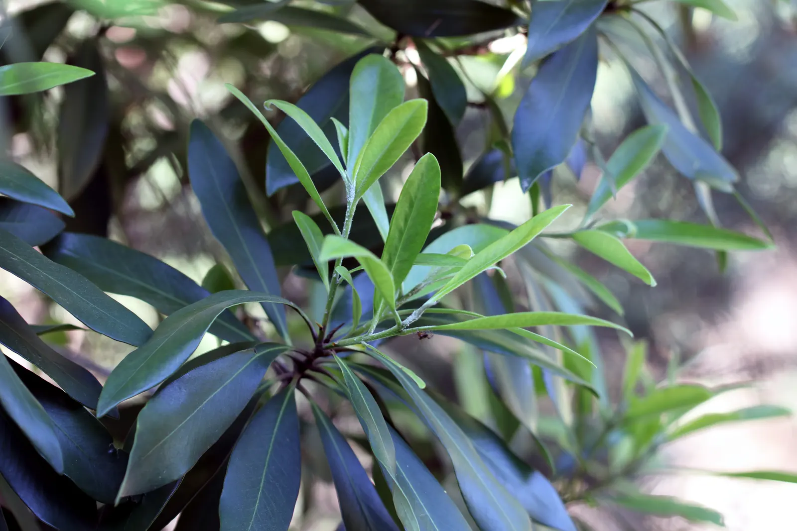 Elegant Water Gum (Tristaniopsis Laurina 'Elegant') — Typically reaching heights of 20 to 35 feet with a canopy spread of 15 to 25 feet