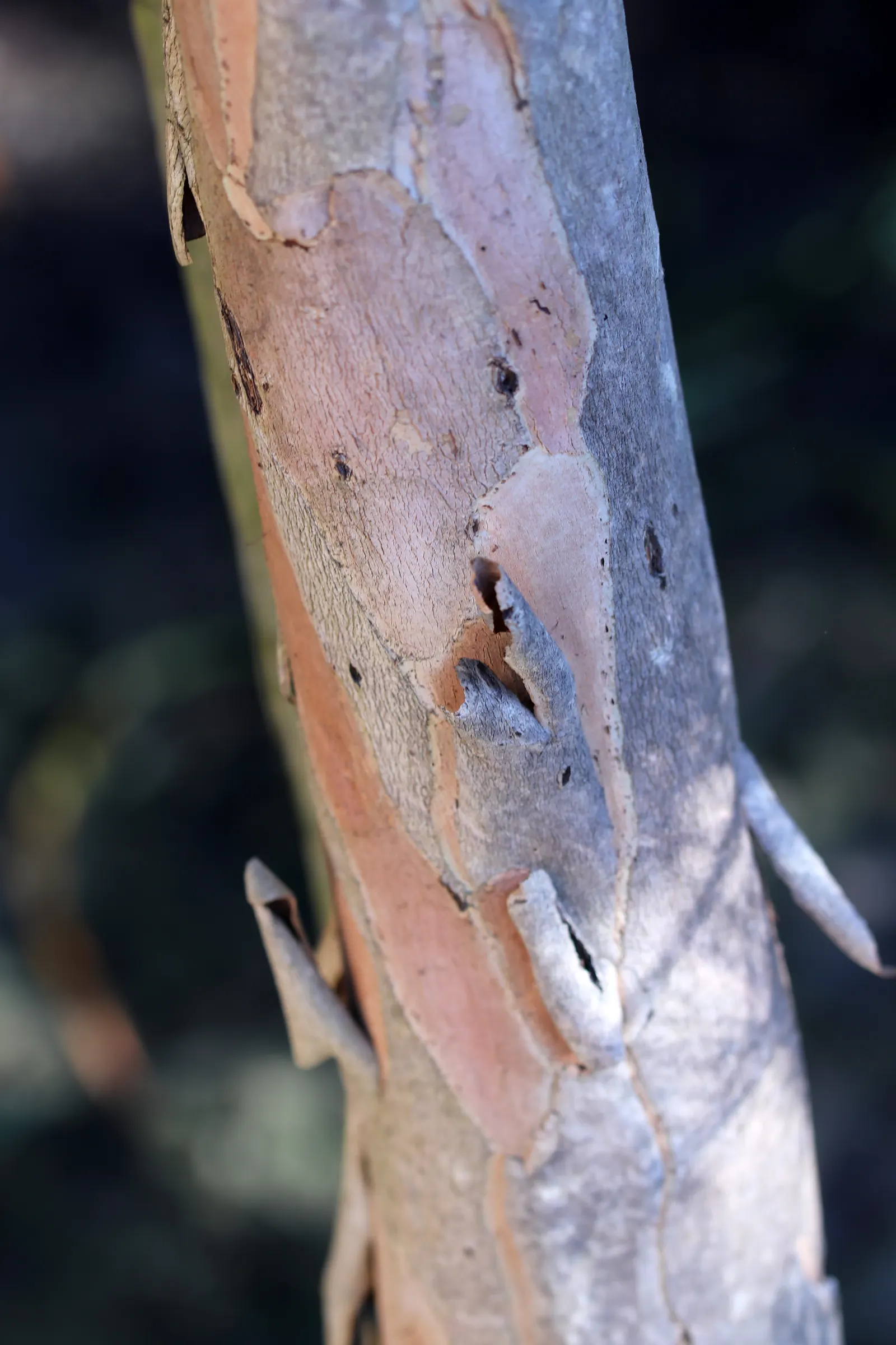 Elegant Water Gum (Tristaniopsis Laurina 'Elegant') — is an evergreen tree distinguished by its attractive