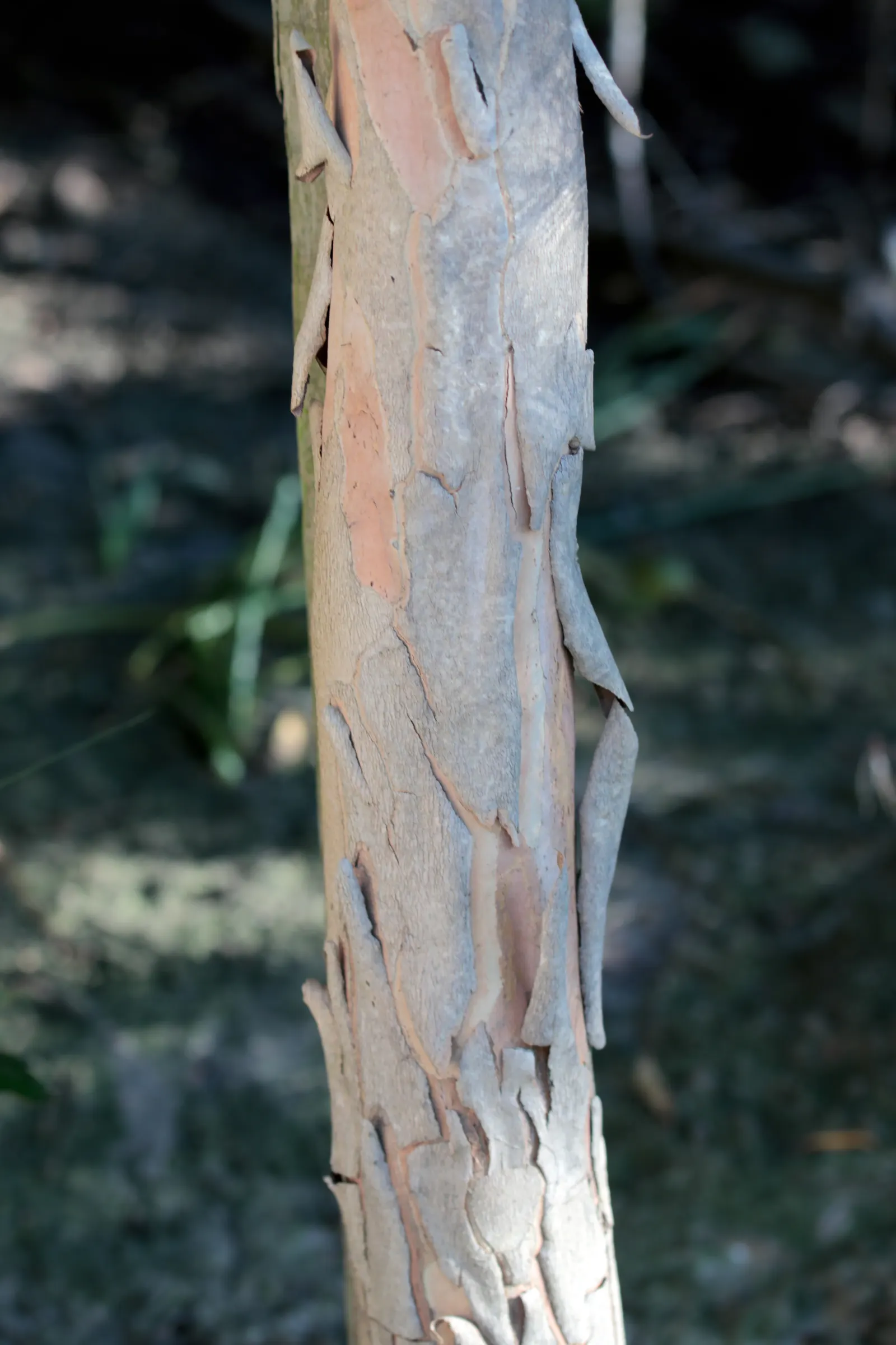 Elegant Water Gum (Tristaniopsis Laurina 'Elegant') — The Elegant Water Gum adapts to a range of soil types, though it does best in well-draining, moist