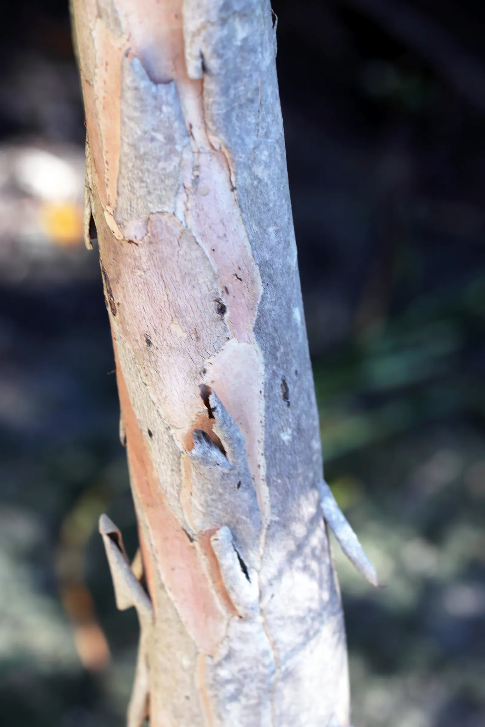 Elegant Water Gum (Tristaniopsis Laurina 'Elegant') — making it an excellent choice for modern landscape designs that emphasize elegance and simplicity