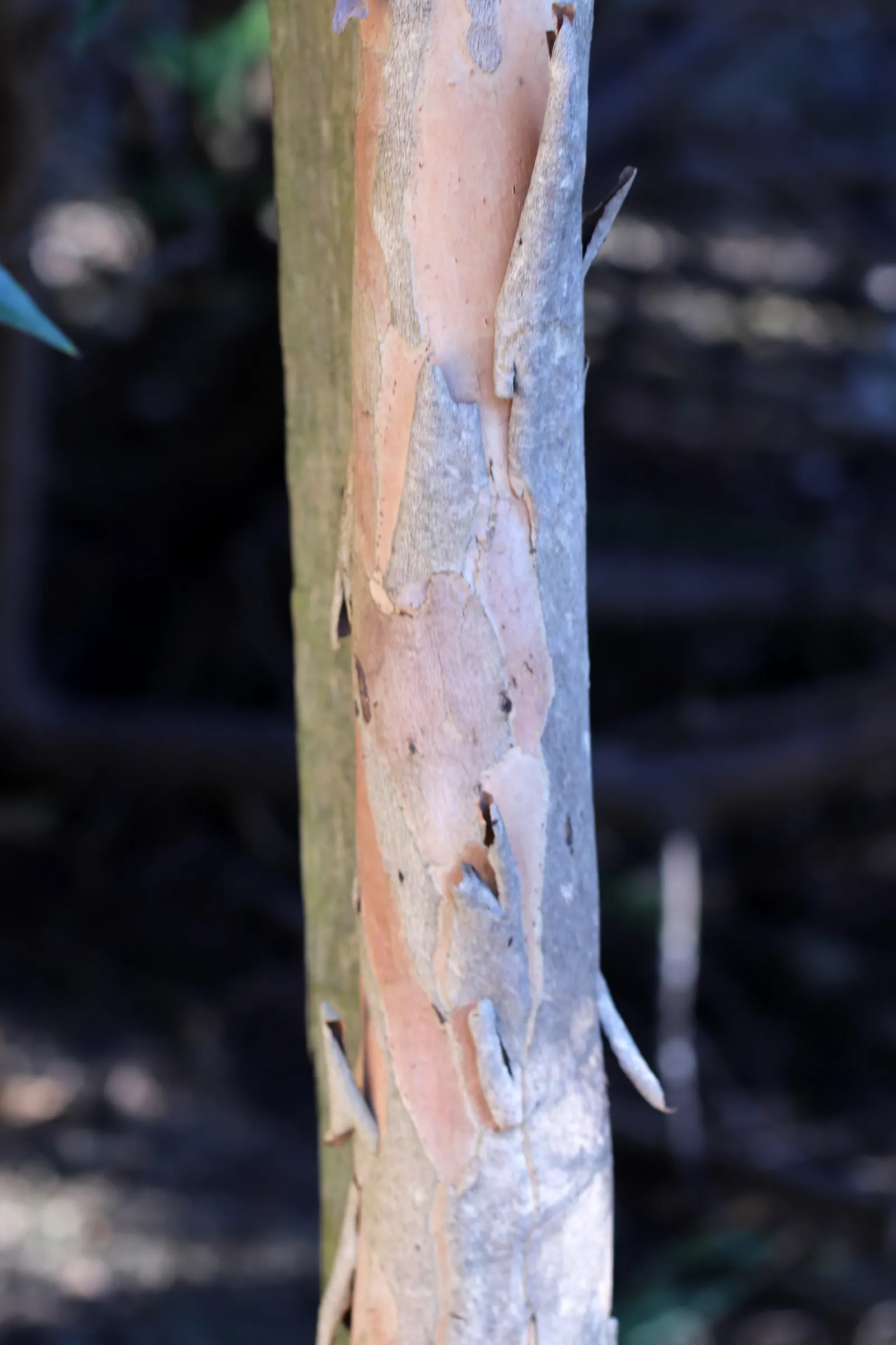 Elegant Water Gum (Tristaniopsis Laurina 'Elegant') — This tree has a moderate growth rate and is relatively low-maintenance