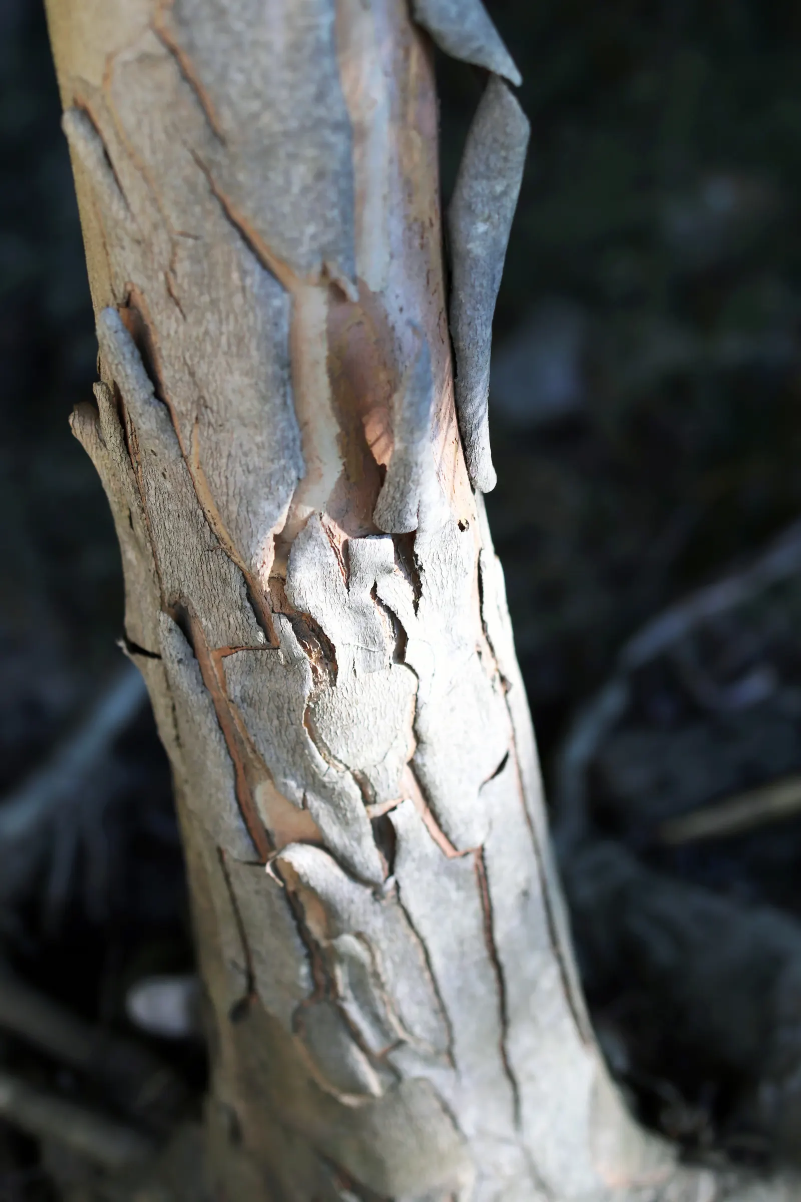 Elegant Water Gum (Tristaniopsis Laurina 'Elegant') — Reaching a mature height of approximately 20 to 30 feet with a spread of 15 to 20 feet