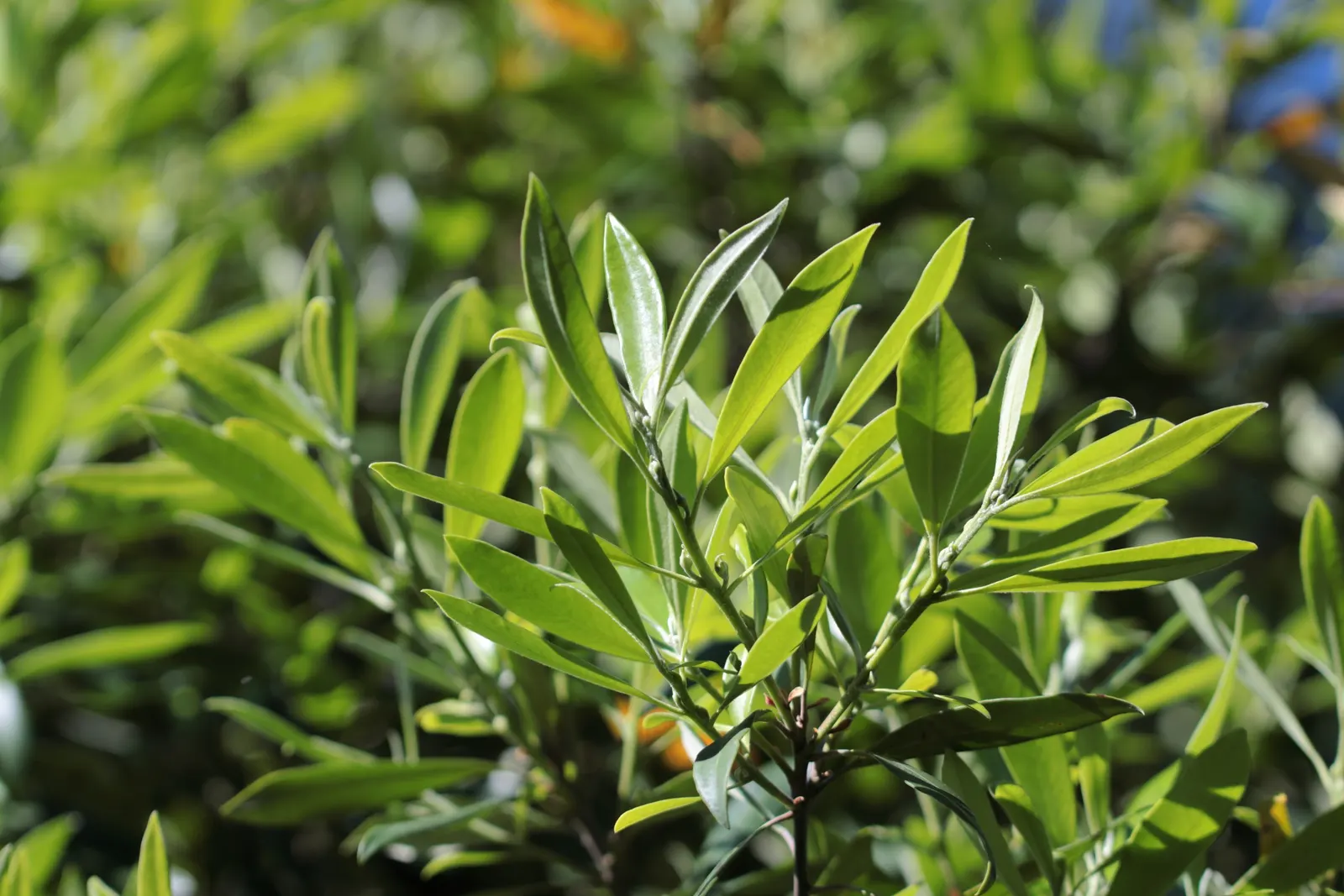 Elegant Water Gum (Tristaniopsis Laurina 'Elegant') — commonly known as the Elegant Water Gum
