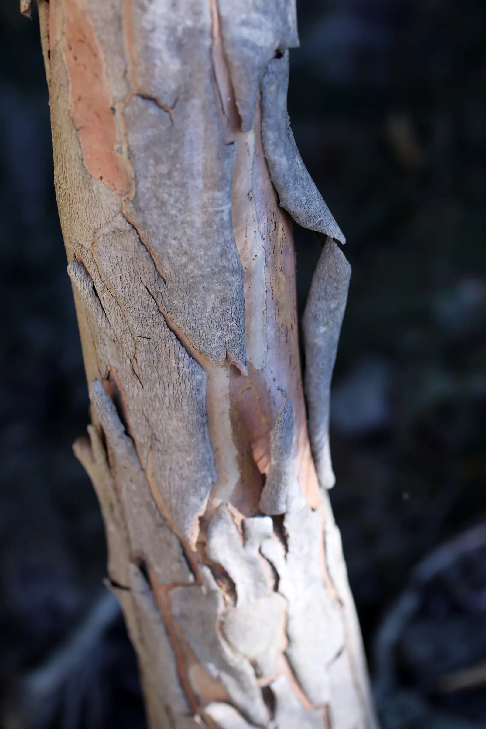 Elegant Water Gum (Tristaniopsis Laurina 'Elegant') — This cultivar is cherished for its attractive