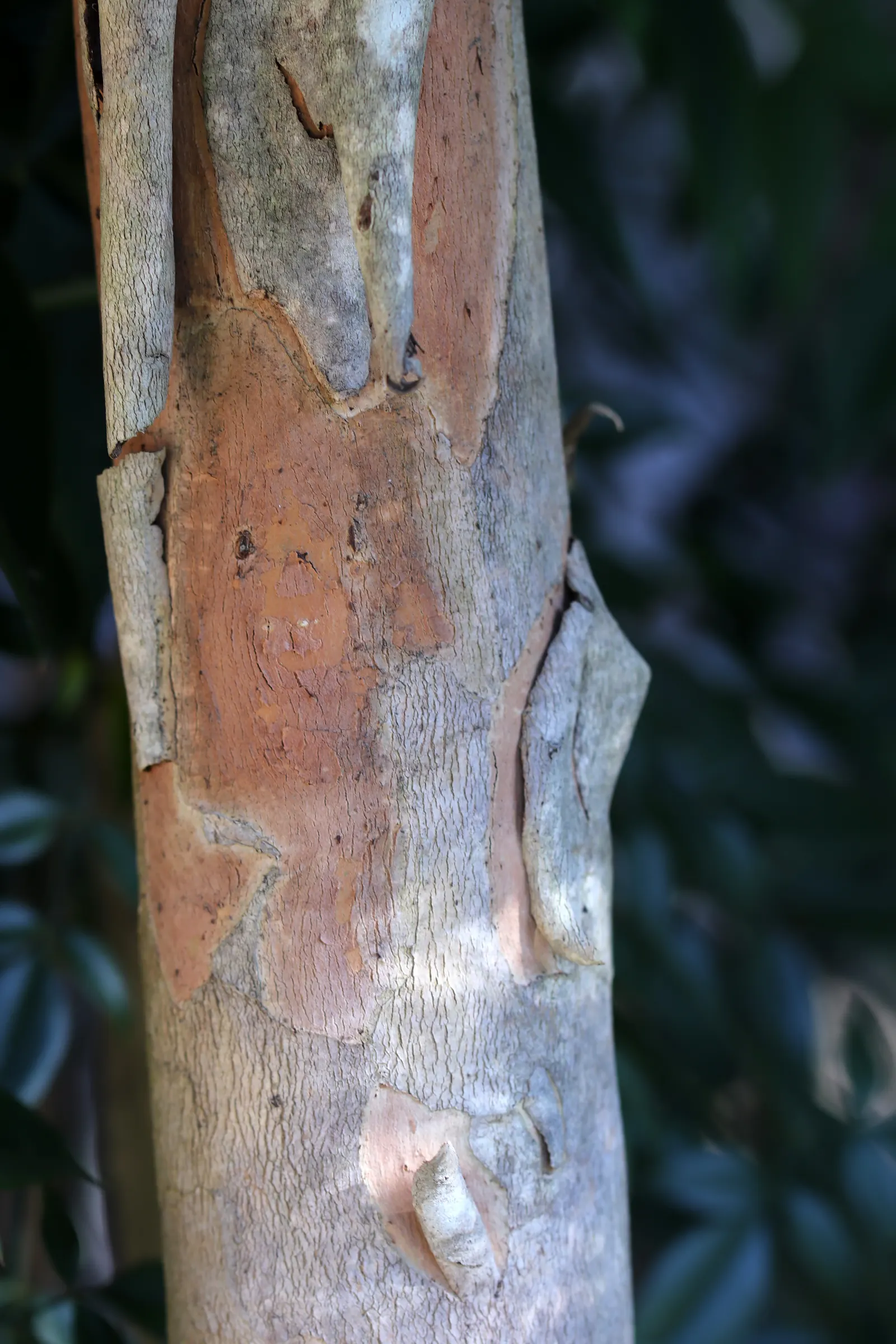 Elegant Water Gum (Tristaniopsis Laurina 'Elegant') — These leaves are evergreen, providing year-round visual interest