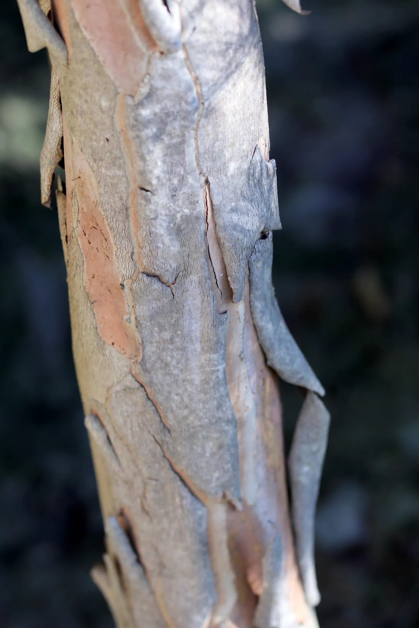 Elegant Water Gum (Tristaniopsis Laurina 'Elegant') — slender form and glossy foliage