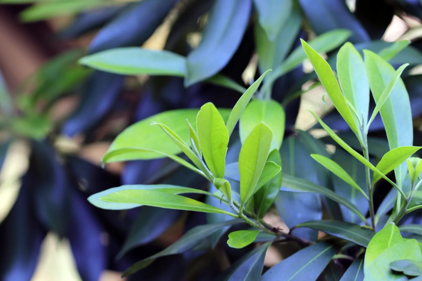 Elegant Water Gum (Tristaniopsis Laurina 'Elegant') — all while offering low to moderate water needs