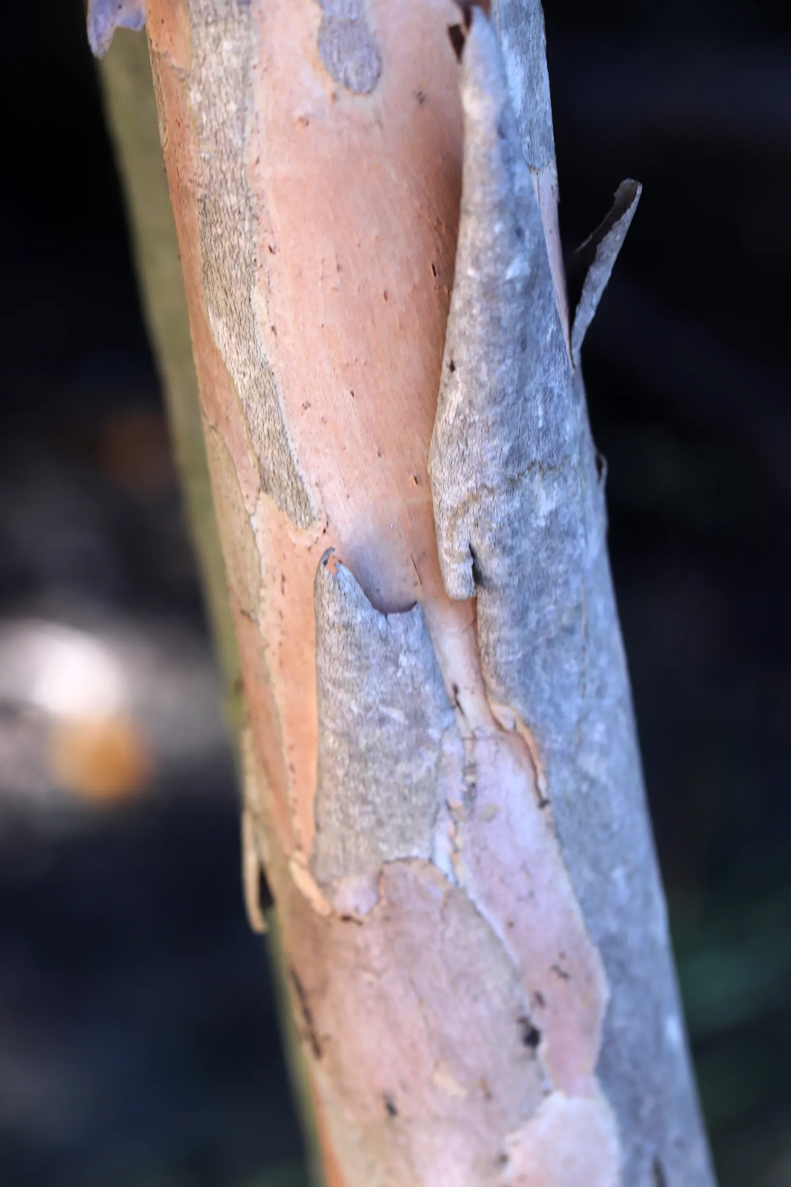 Elegant Water Gum (Tristaniopsis Laurina 'Elegant') — Ideal for adding vertical interest and year-round foliage to landscapes