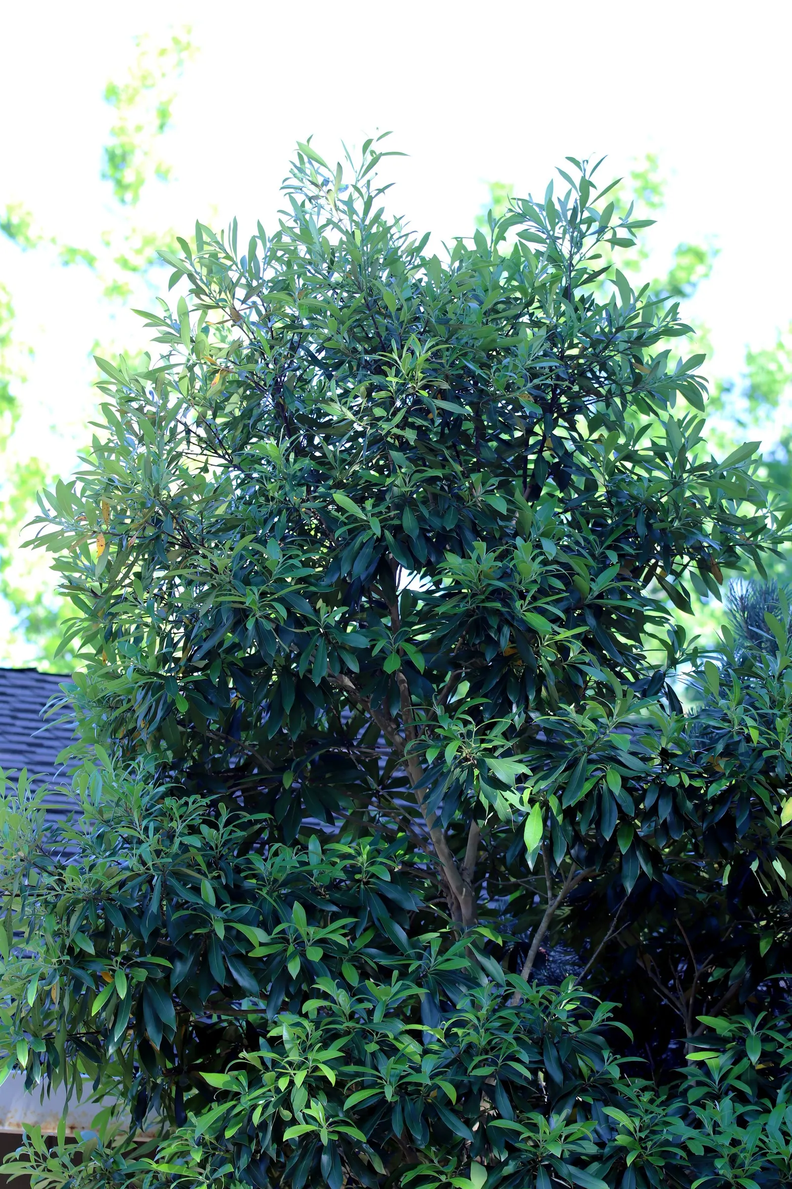 Elegant Water Gum (Tristaniopsis Laurina 'Elegant') — is a refined variety of the Water Gum tree native to Australia