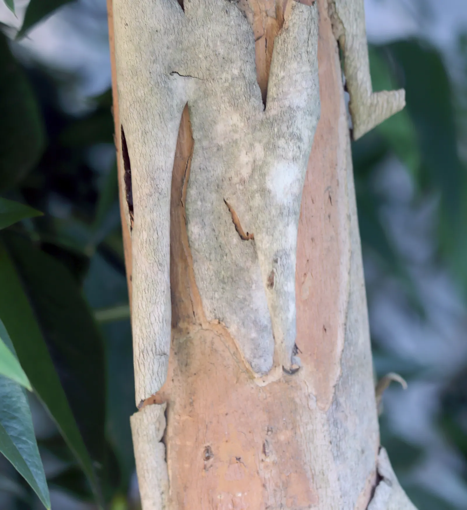 Elegant Water Gum (Tristaniopsis Laurina 'Elegant') — This tree requires full sun to partial shade and adapts well to various soil types