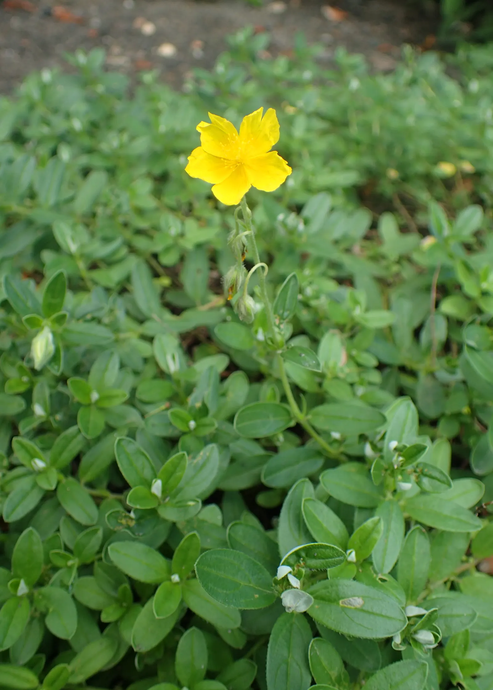 Sun Rose (Helianthemum Nummularium) — Flowers bloom from late spring to early summer, attracting bees and butterflies
