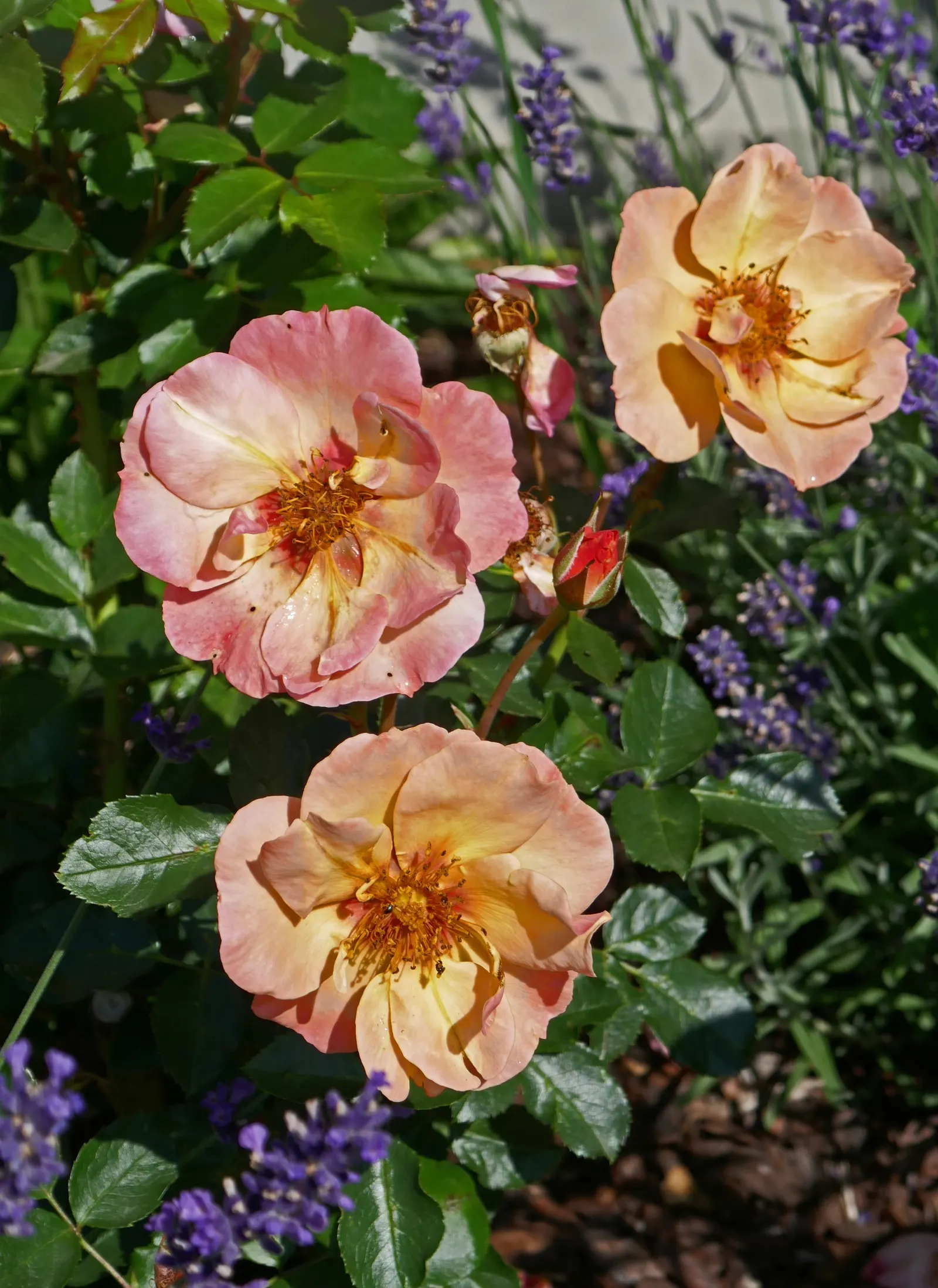 Sun Rose (Helianthemum Nummularium) — commonly known as Sun Rose; or white atop silvery-green foliage